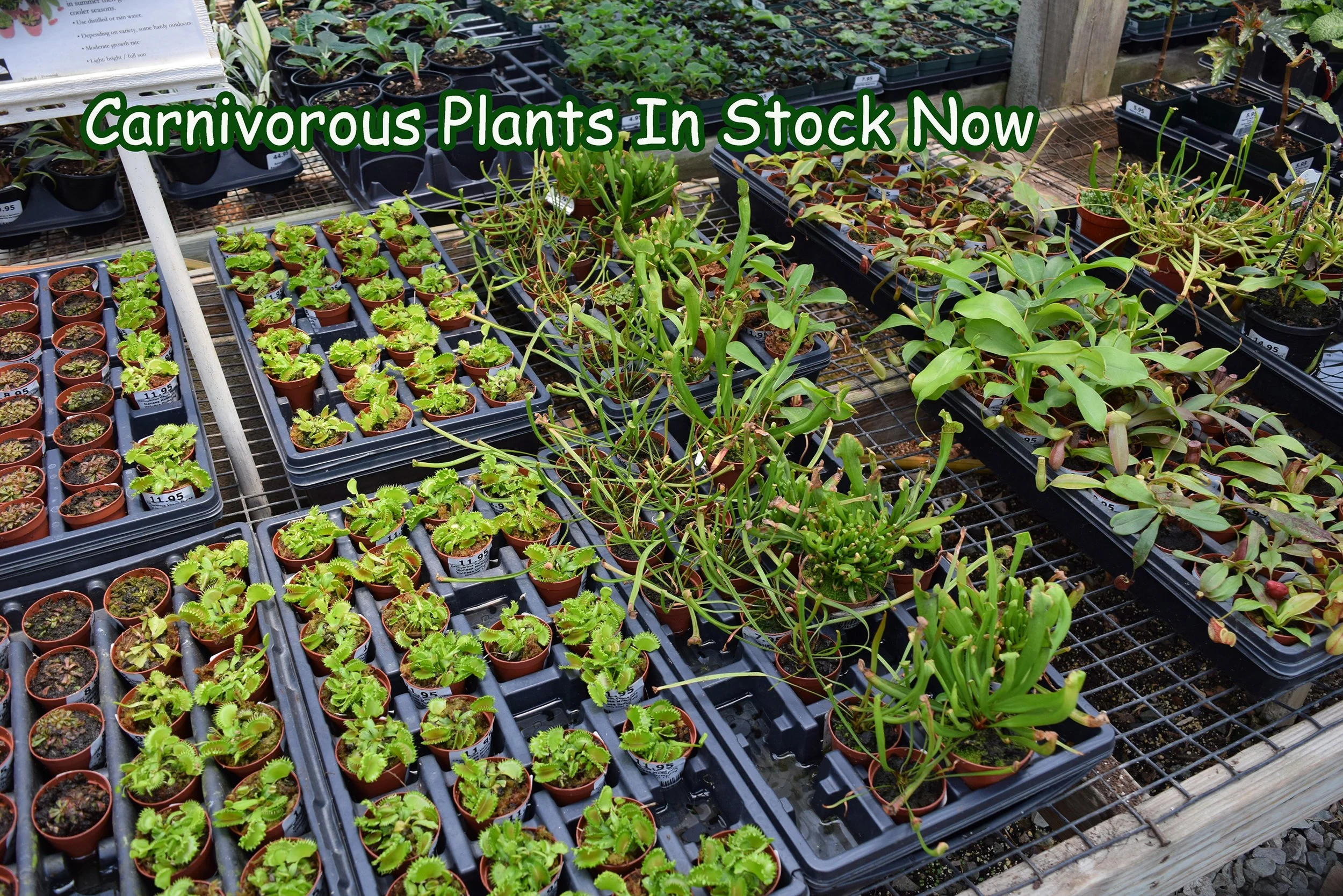carnivorous plants.jpg