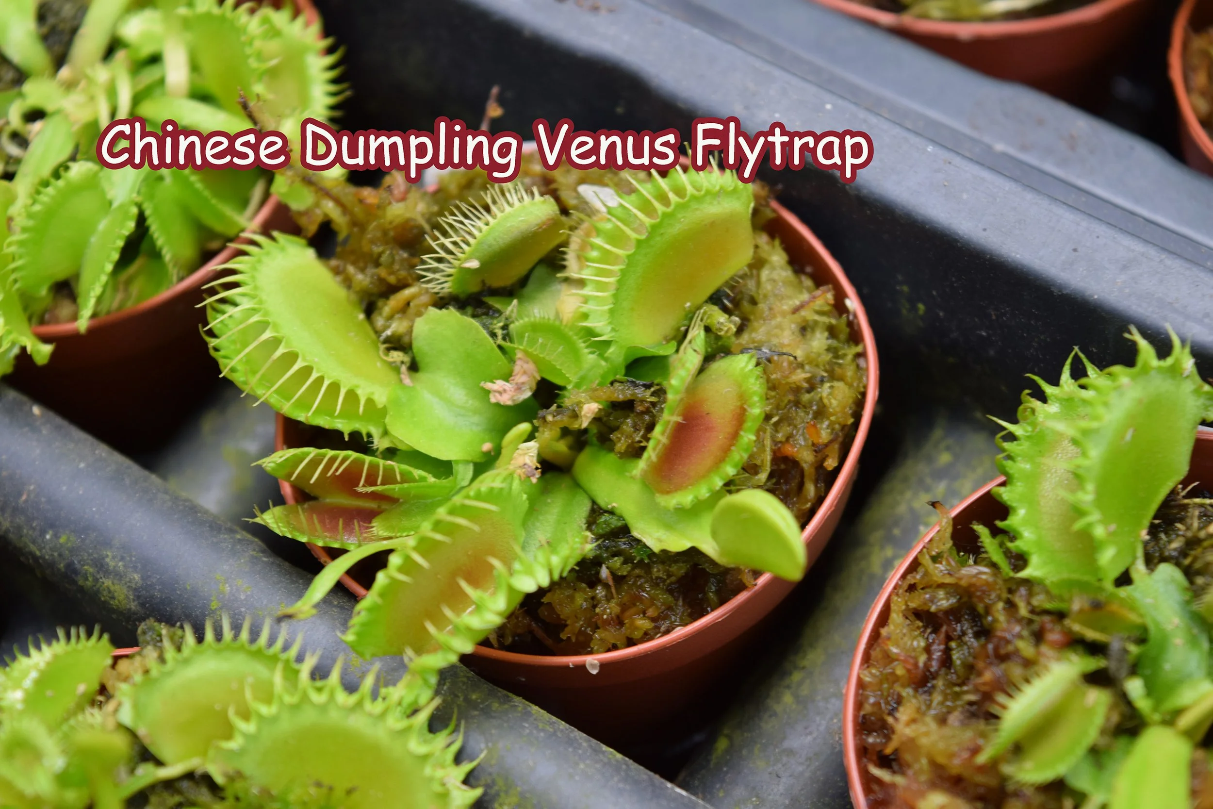 chinese dumpling venus flytrap.jpg