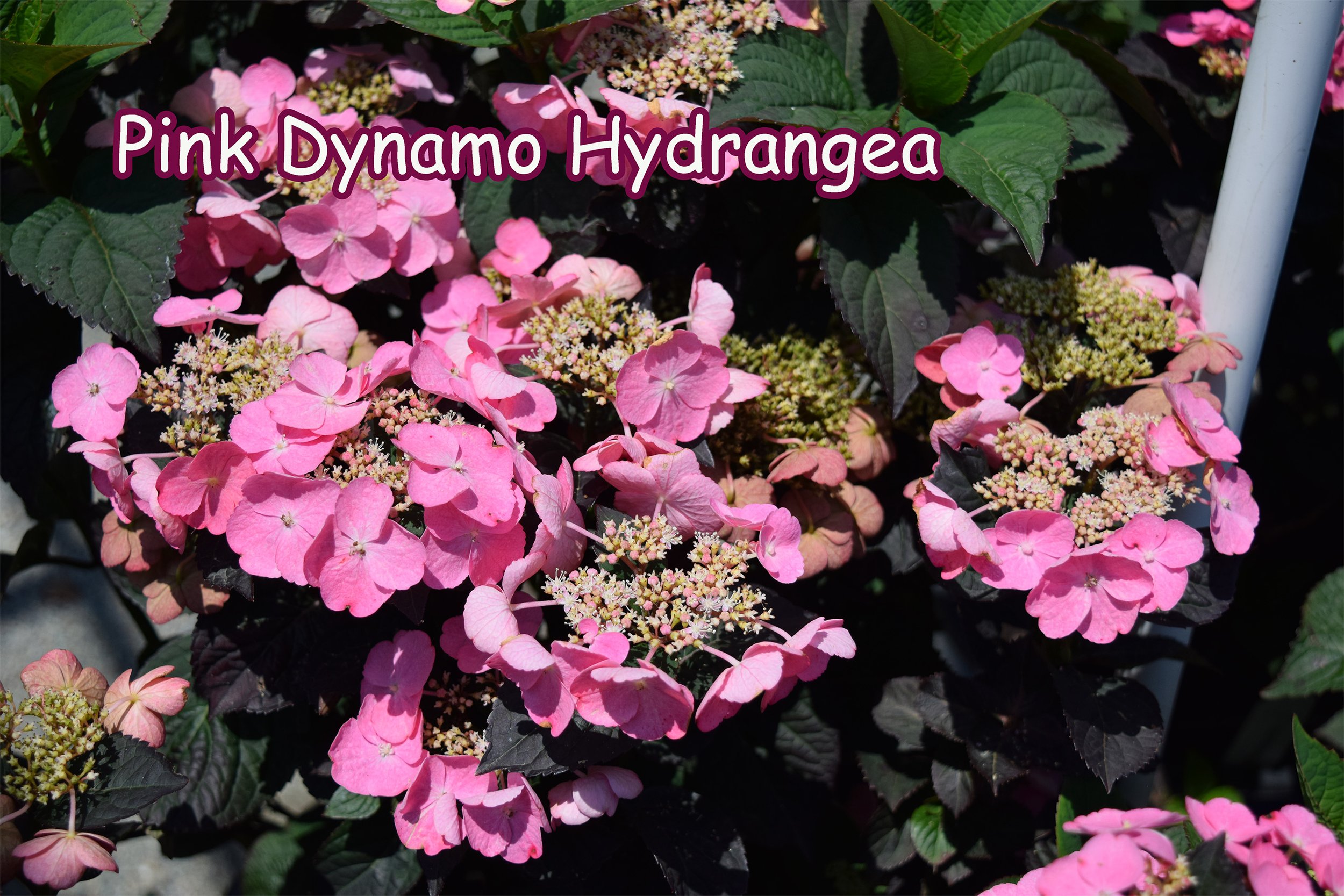 pink dynamo hydrangea].jpg