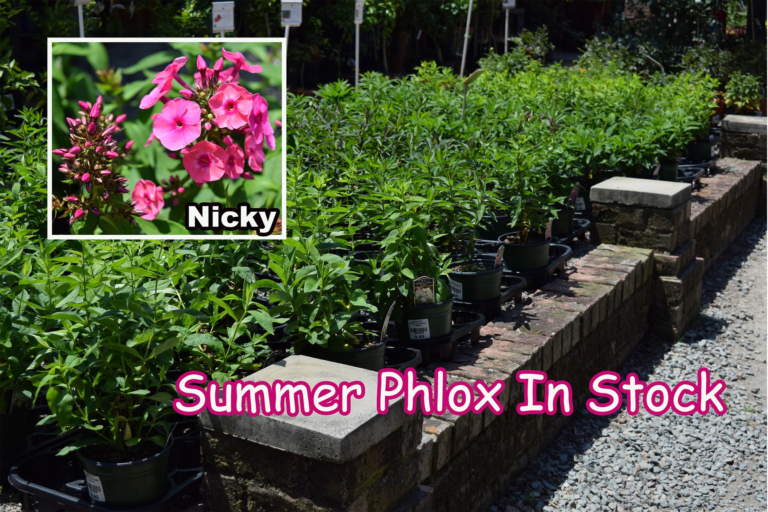 summer phlox.jpg