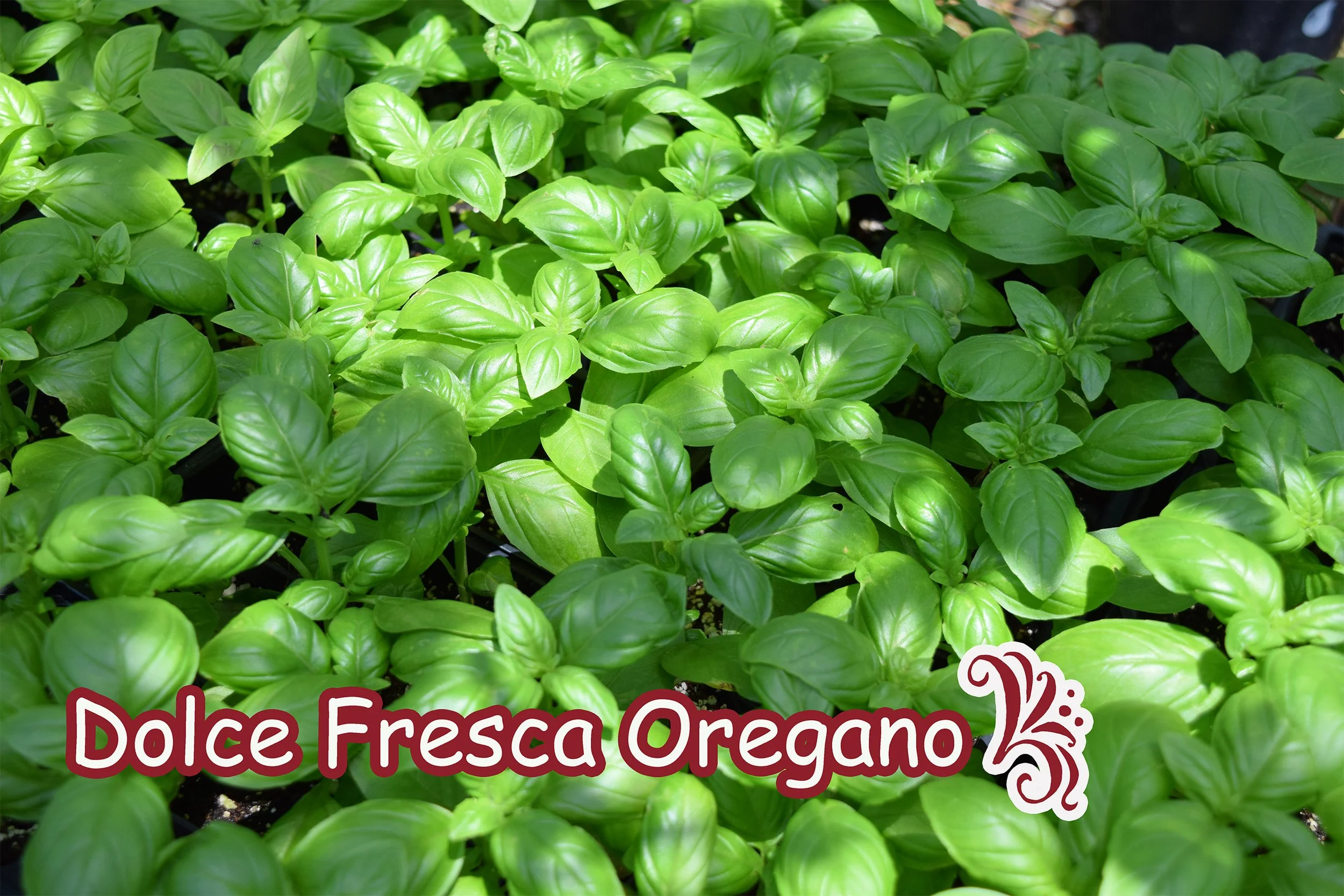 oregano.jpg