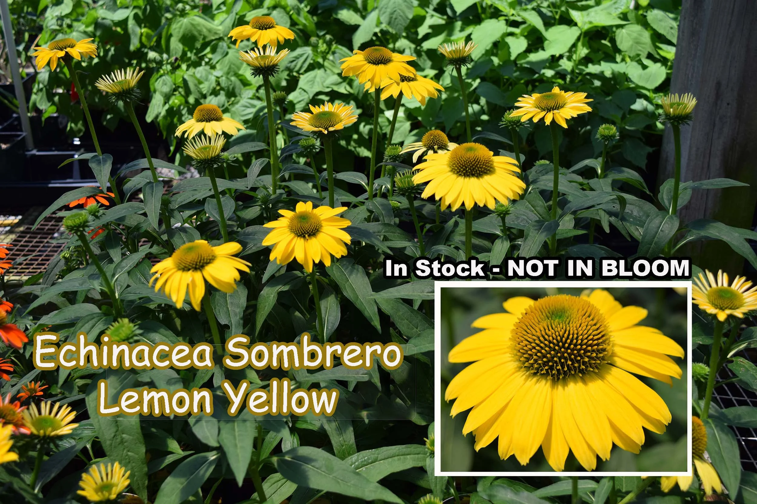 echinacea_lemon yellow.jpg