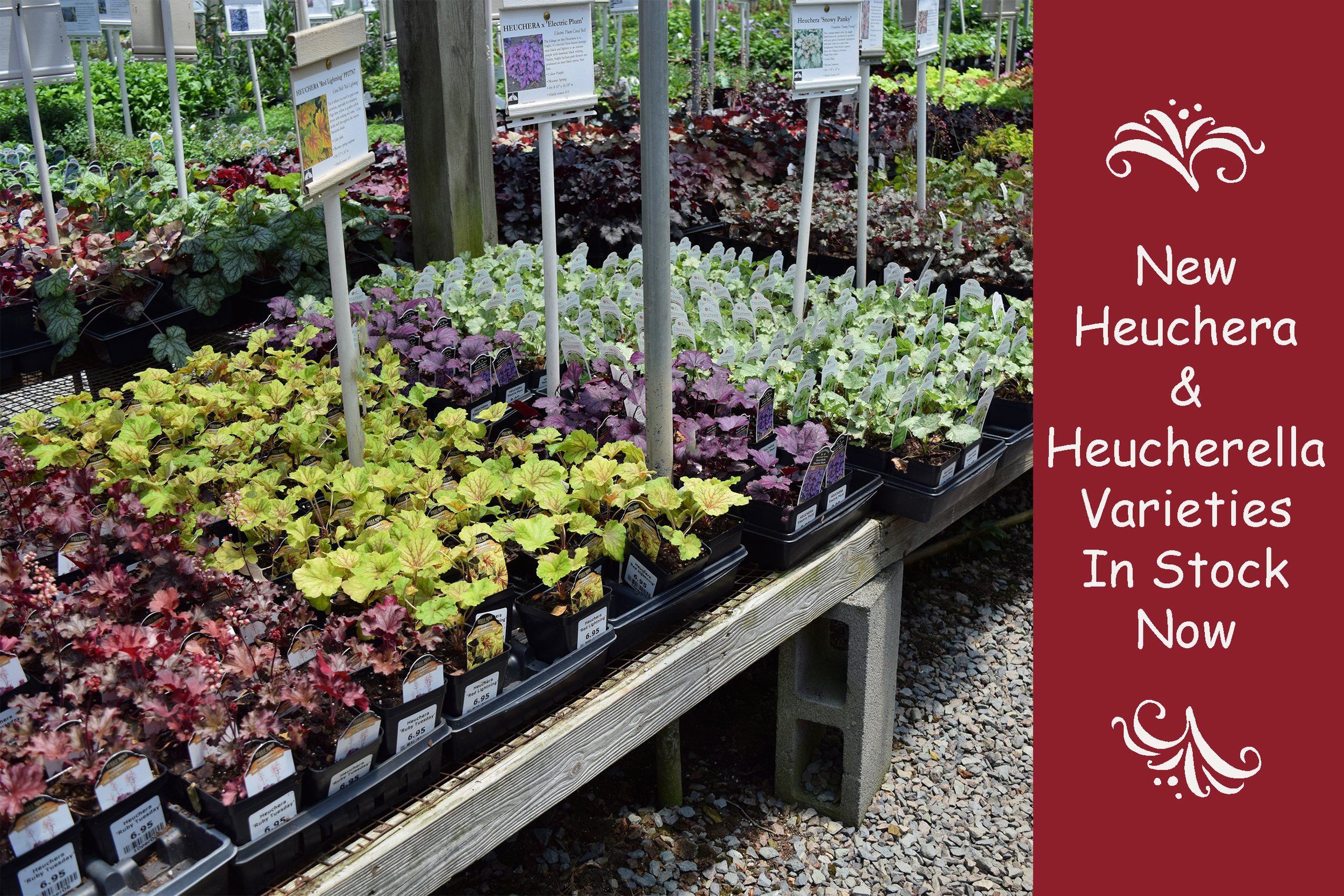 heuchera2.jpg
