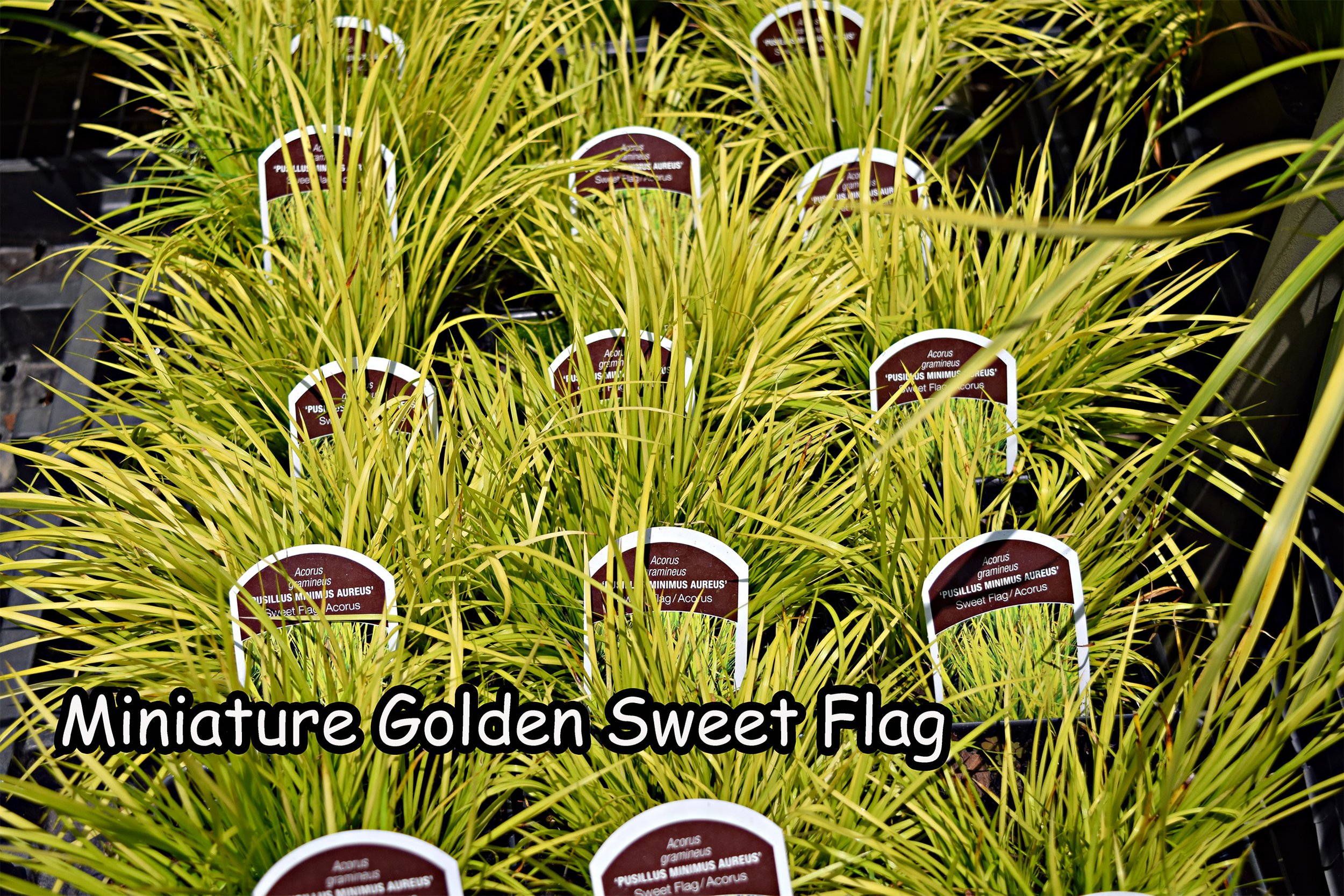 sweet flag.jpg