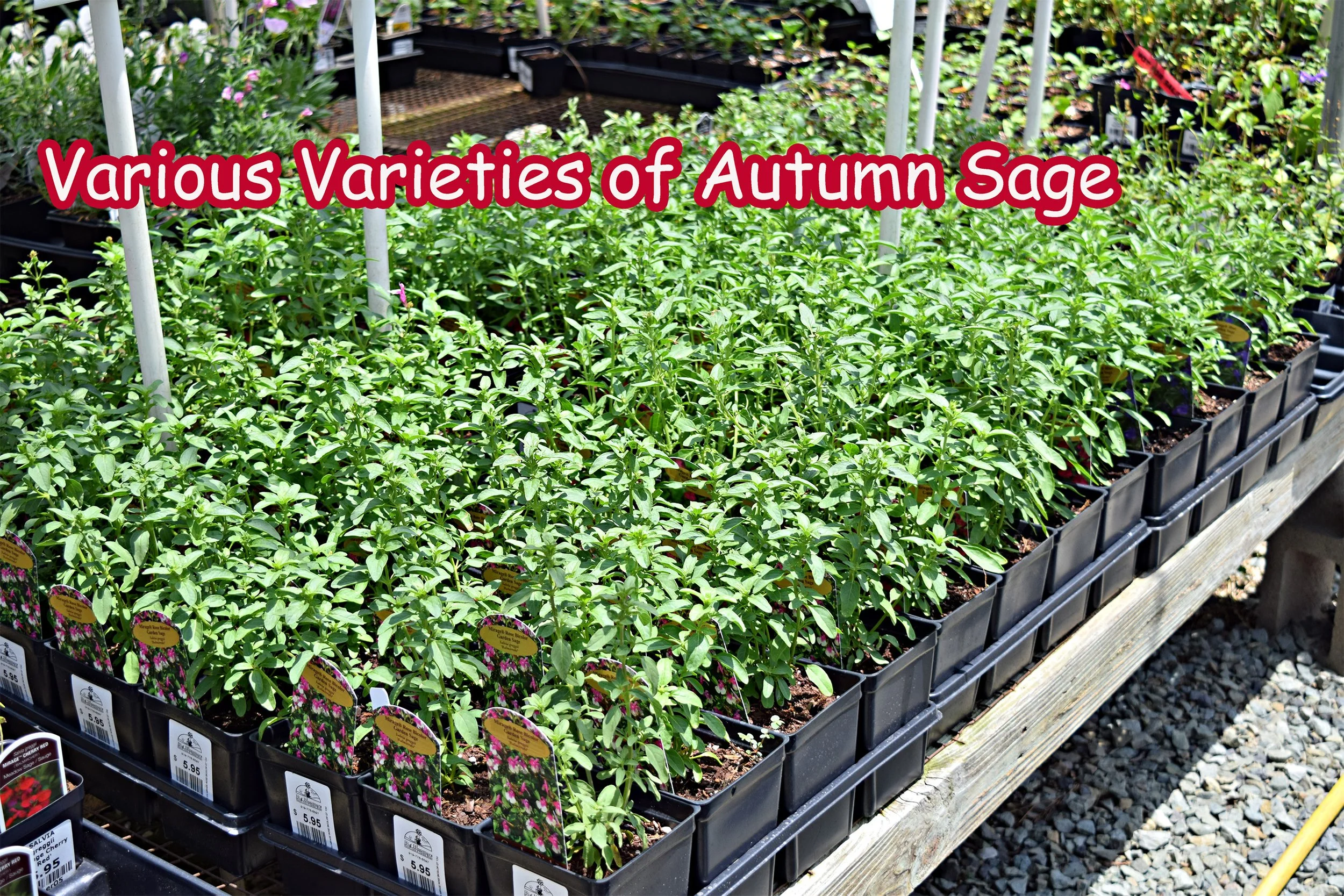autumn sage.jpg