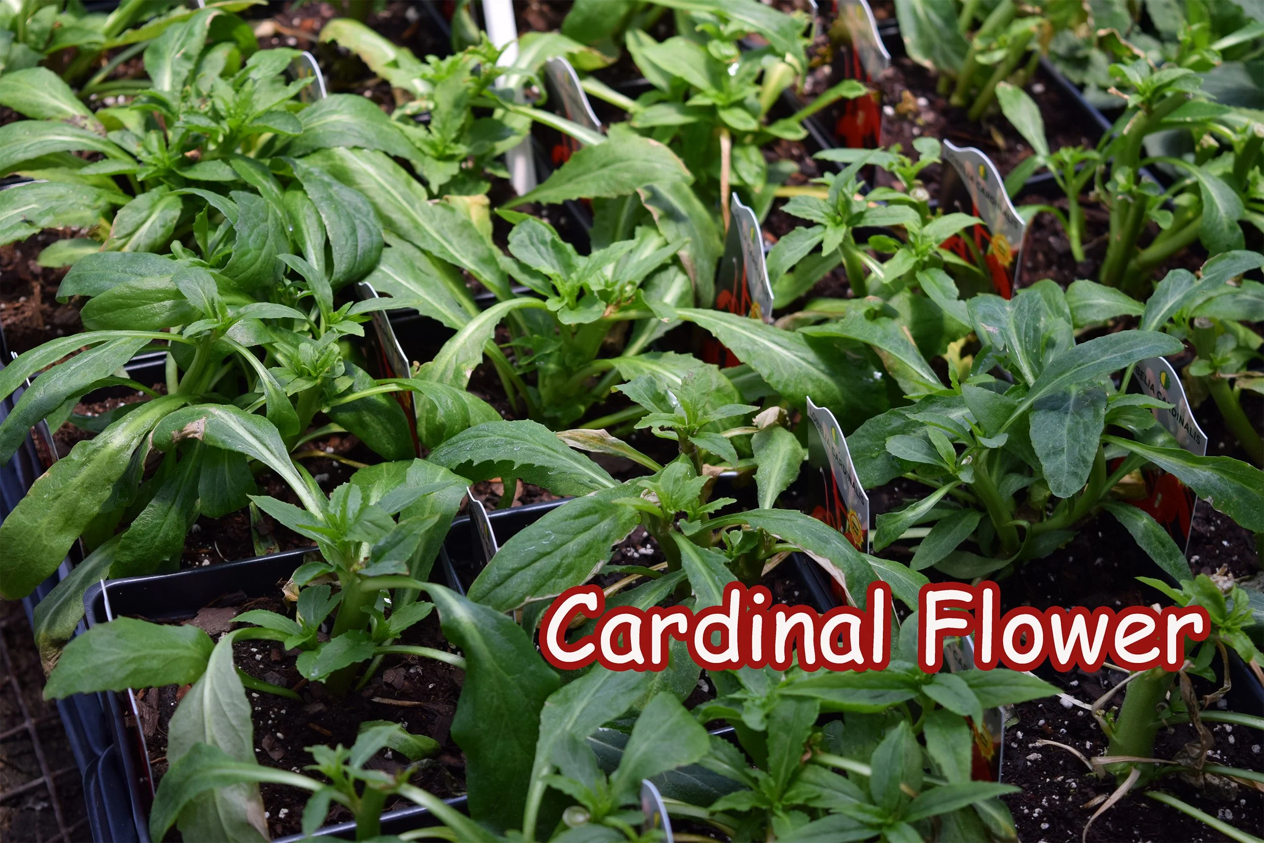cardinal flower.jpg