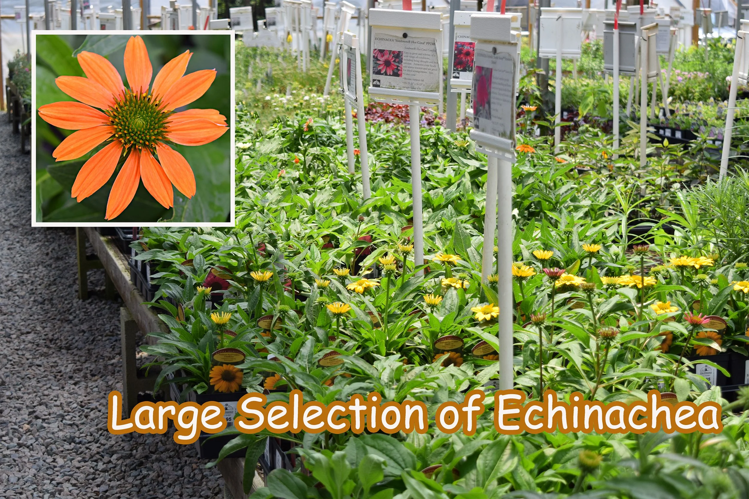 echinacea.jpg