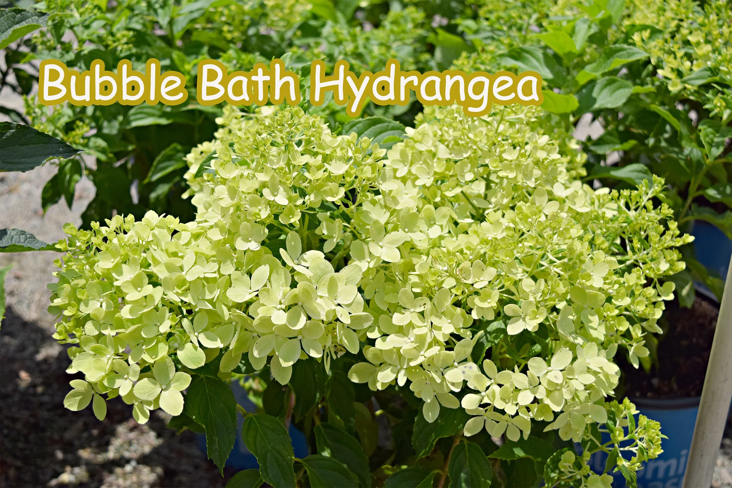 bubble bath hydrangea.jpg