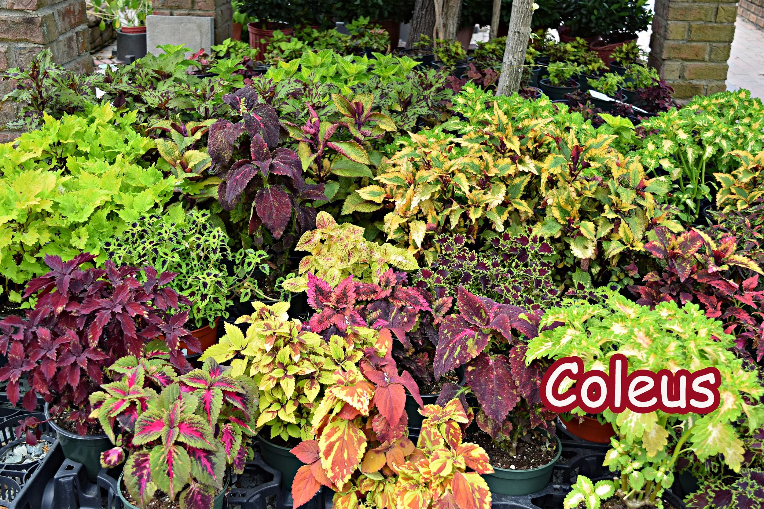 coleus.jpg