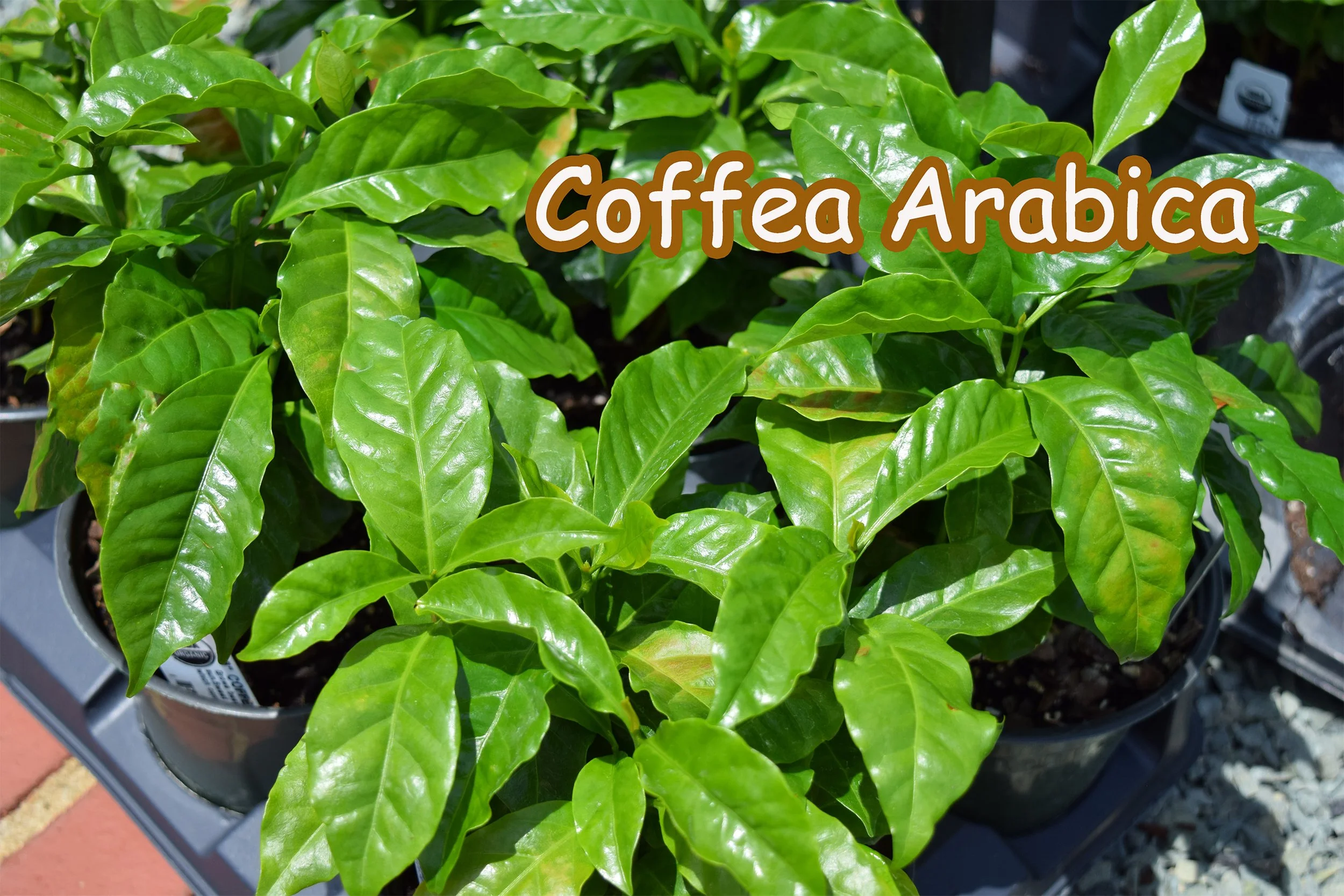coffea arabica.jpg