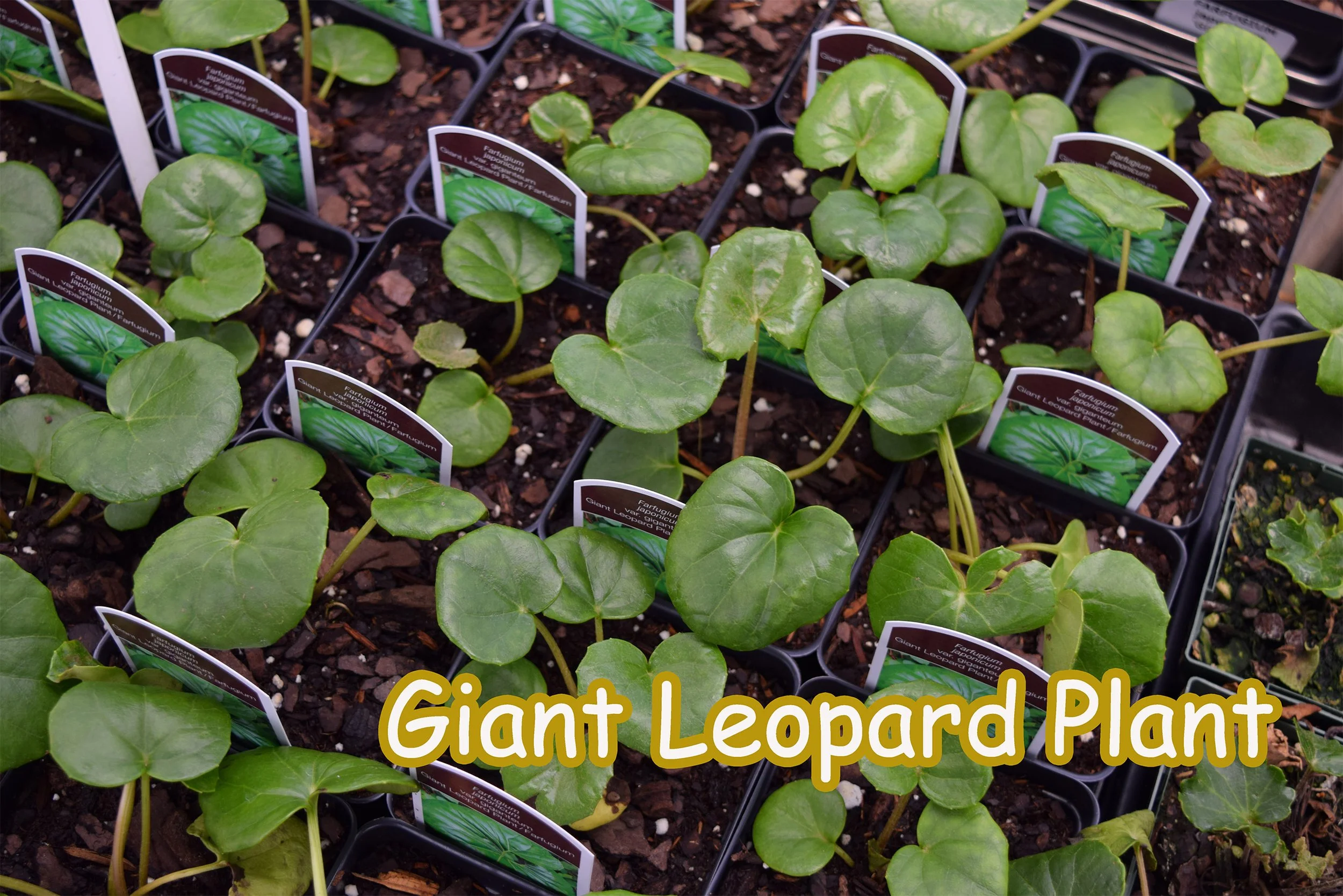giant leopard plant.jpg