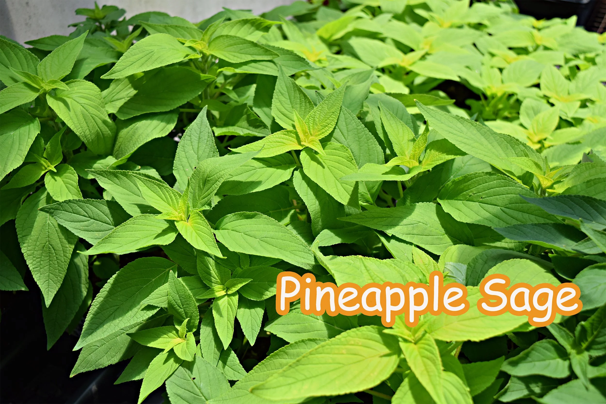 pineapple sage.jpg