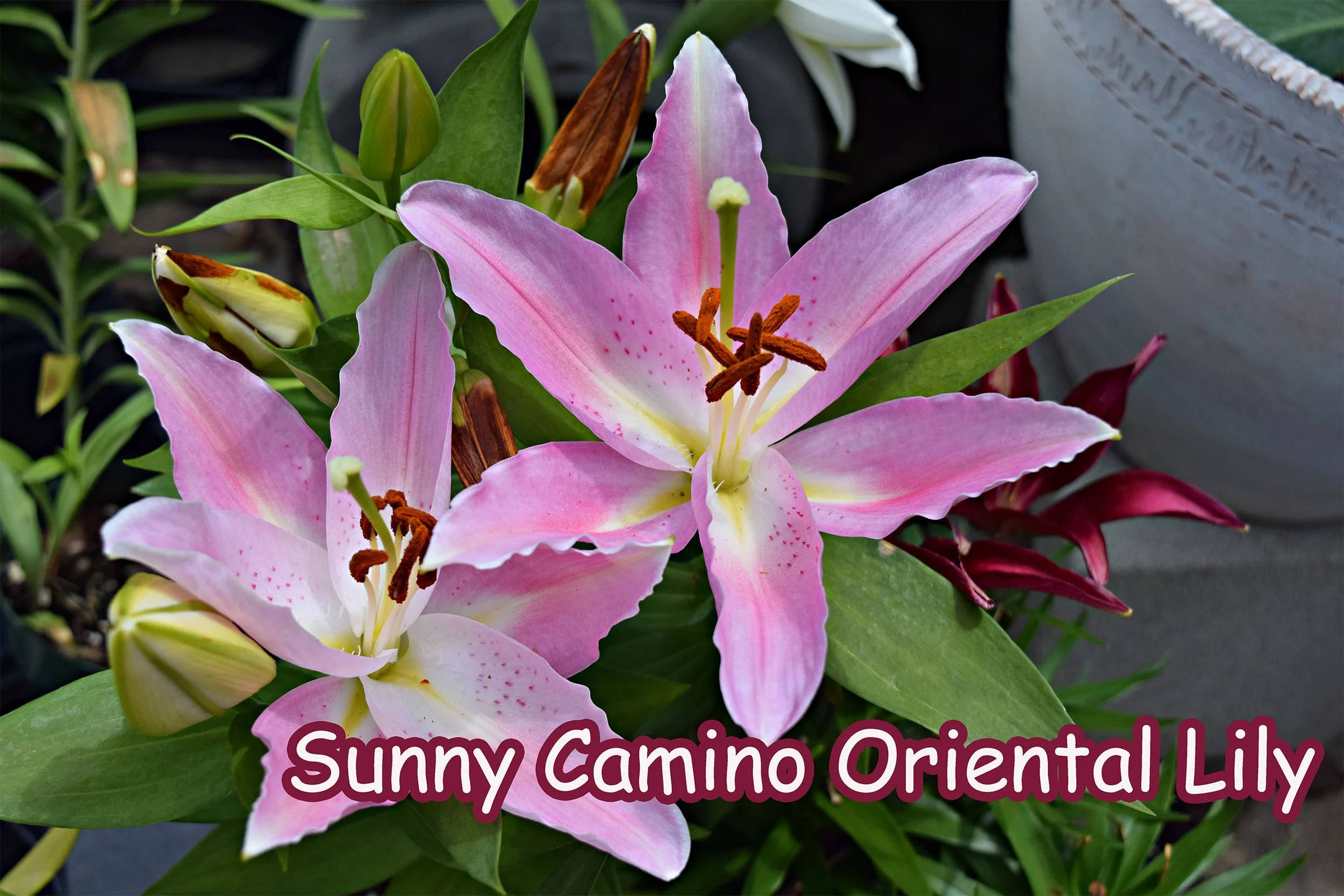 oriental lily.jpg