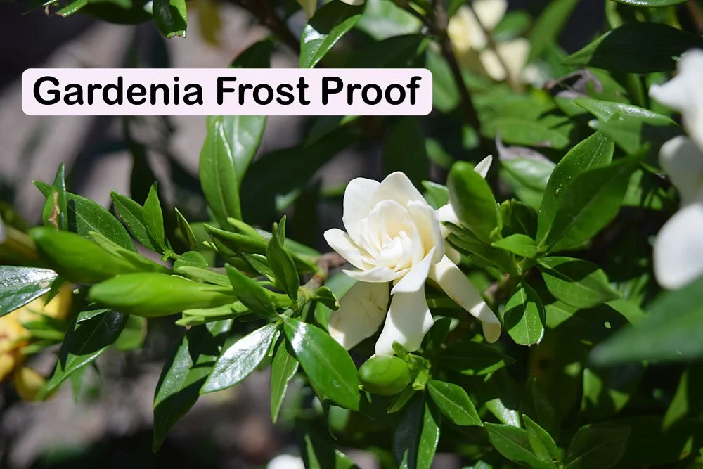 gardenia_frostproof.jpg