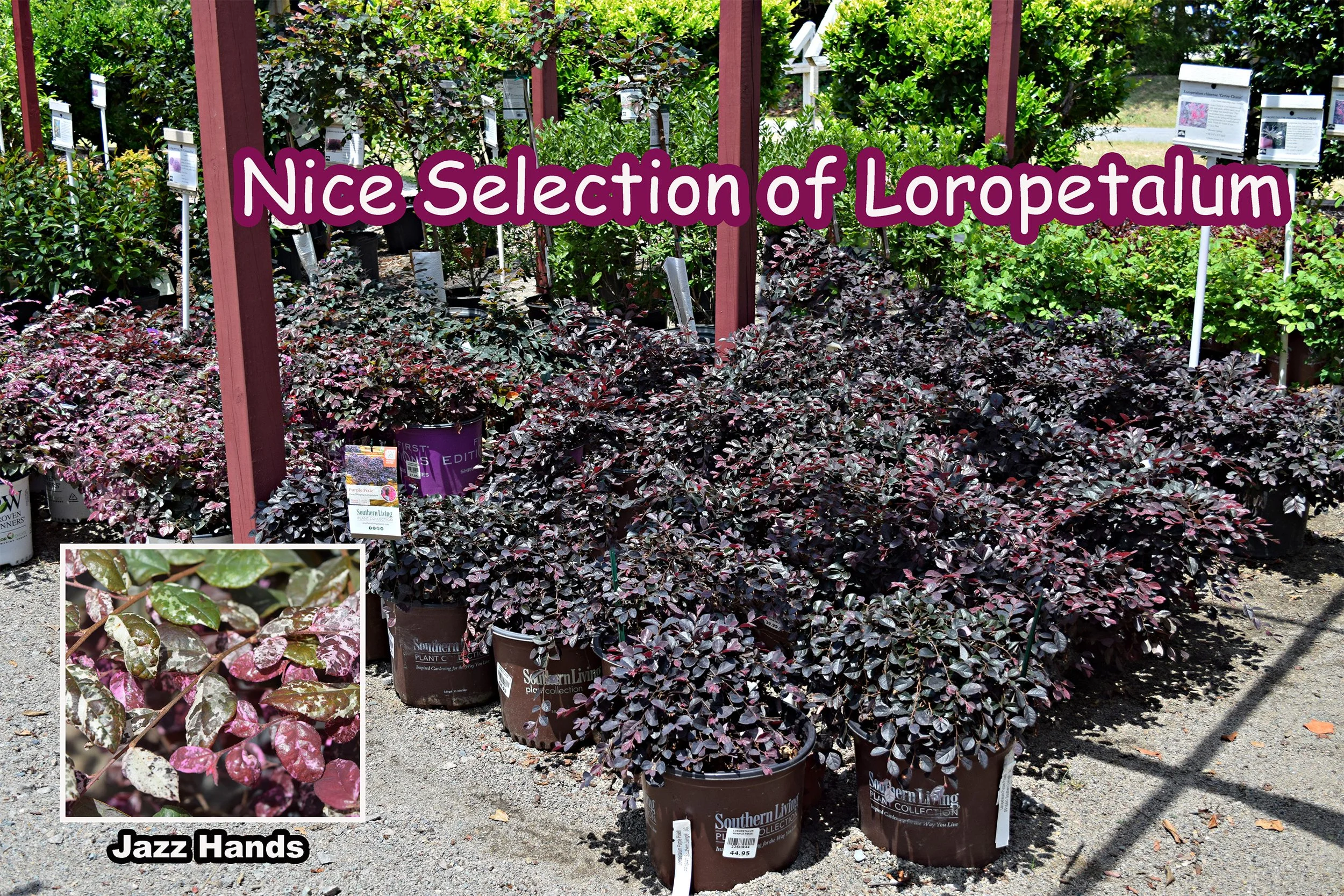 loropetalum.jpg