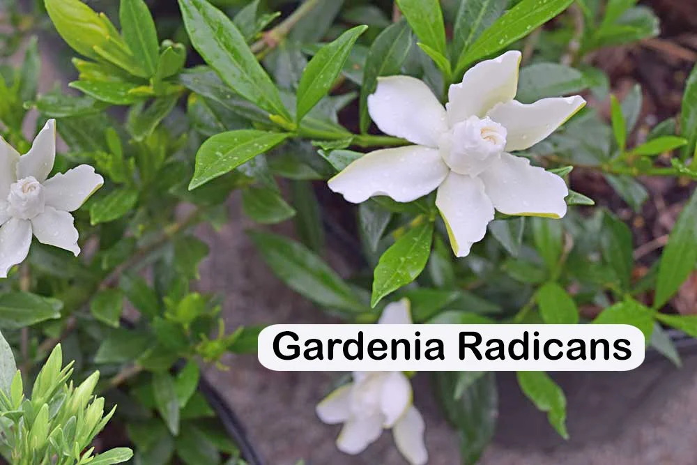 gardenia_radicans.jpg