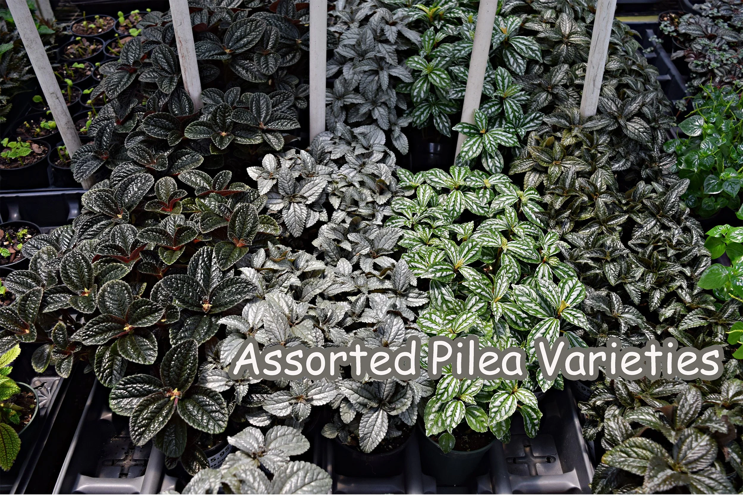 pilea.jpg