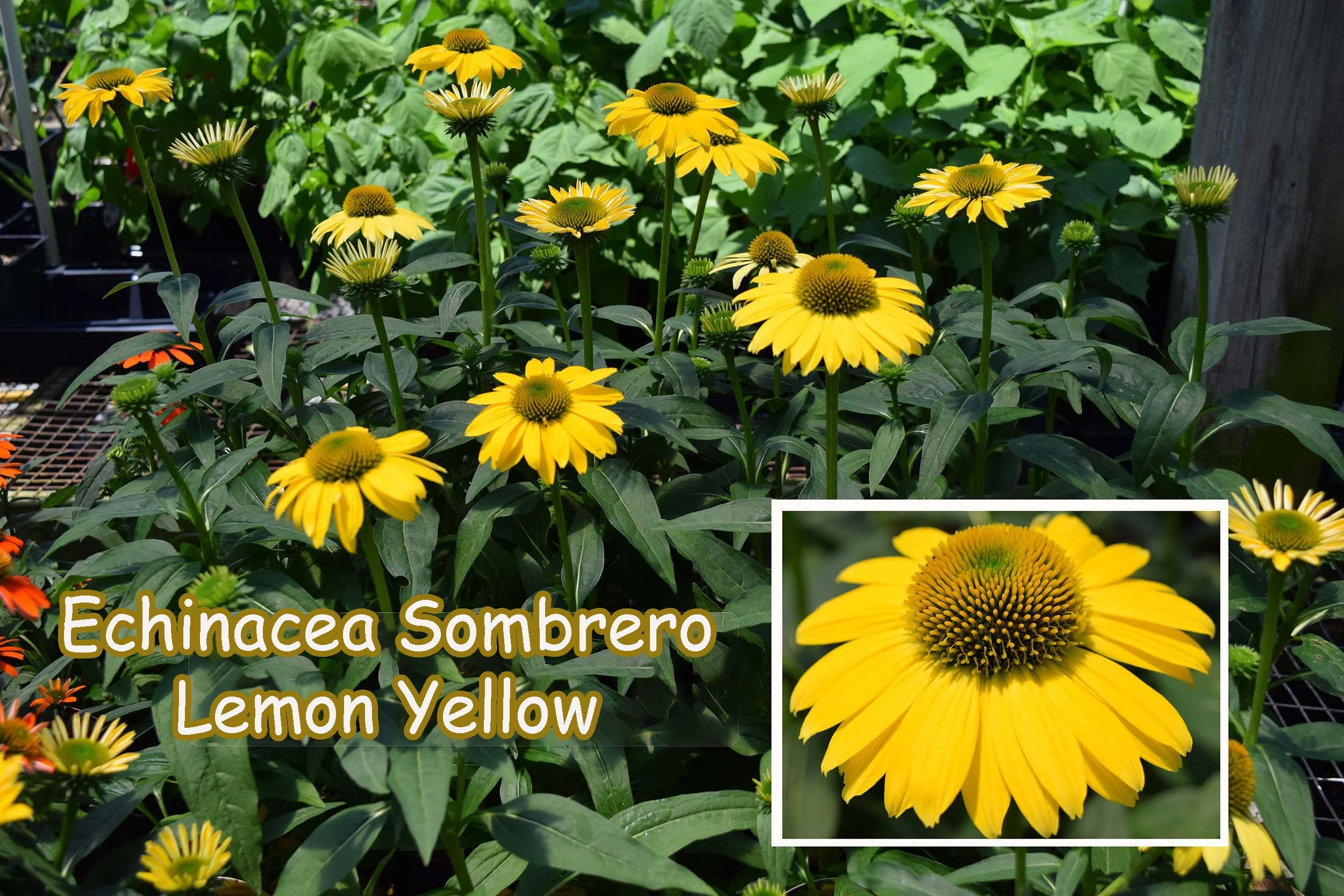 echinacea_lemon yellow_new.jpg