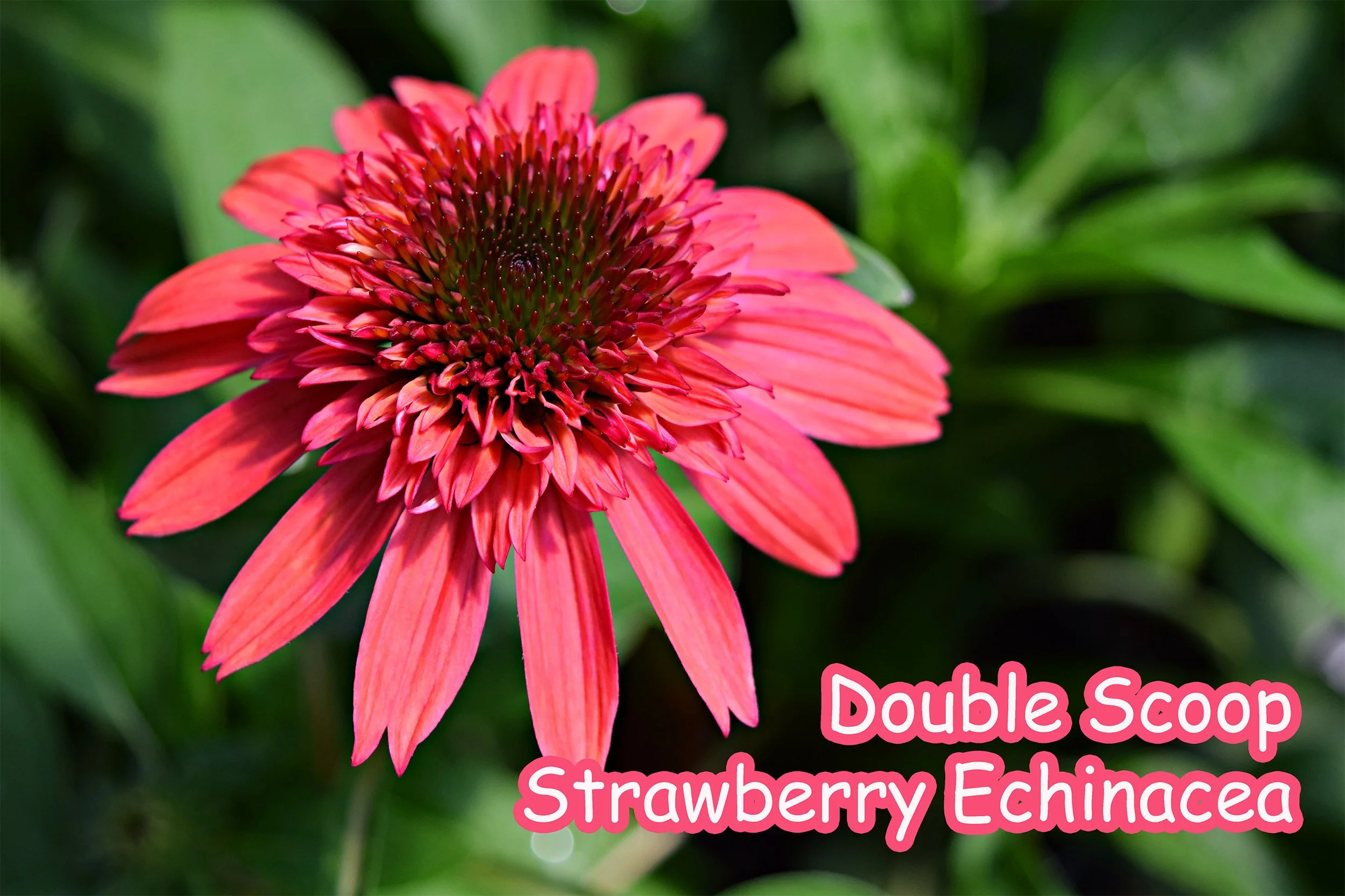double scoop strawberry echinacea.jpg