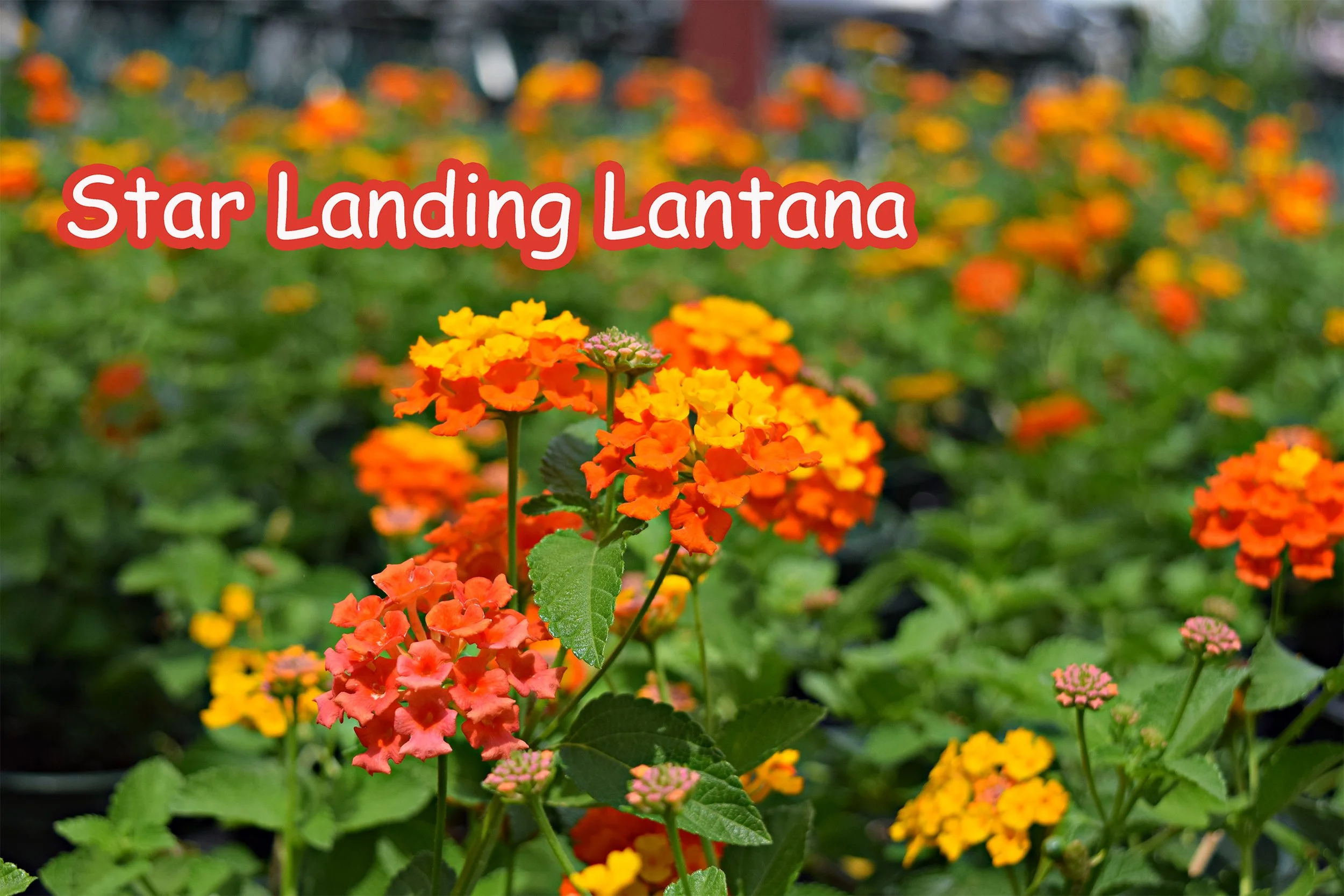 star landing lantana.jpg