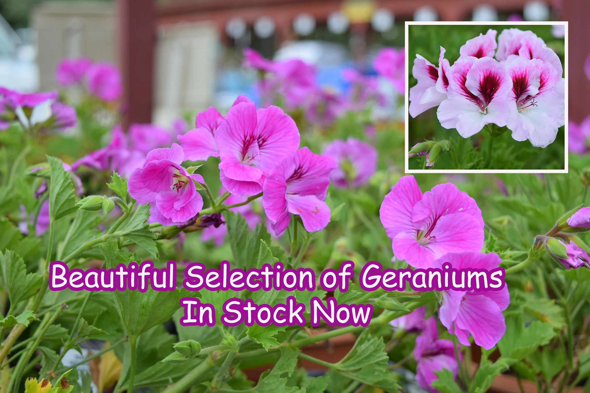 geraniums.jpg