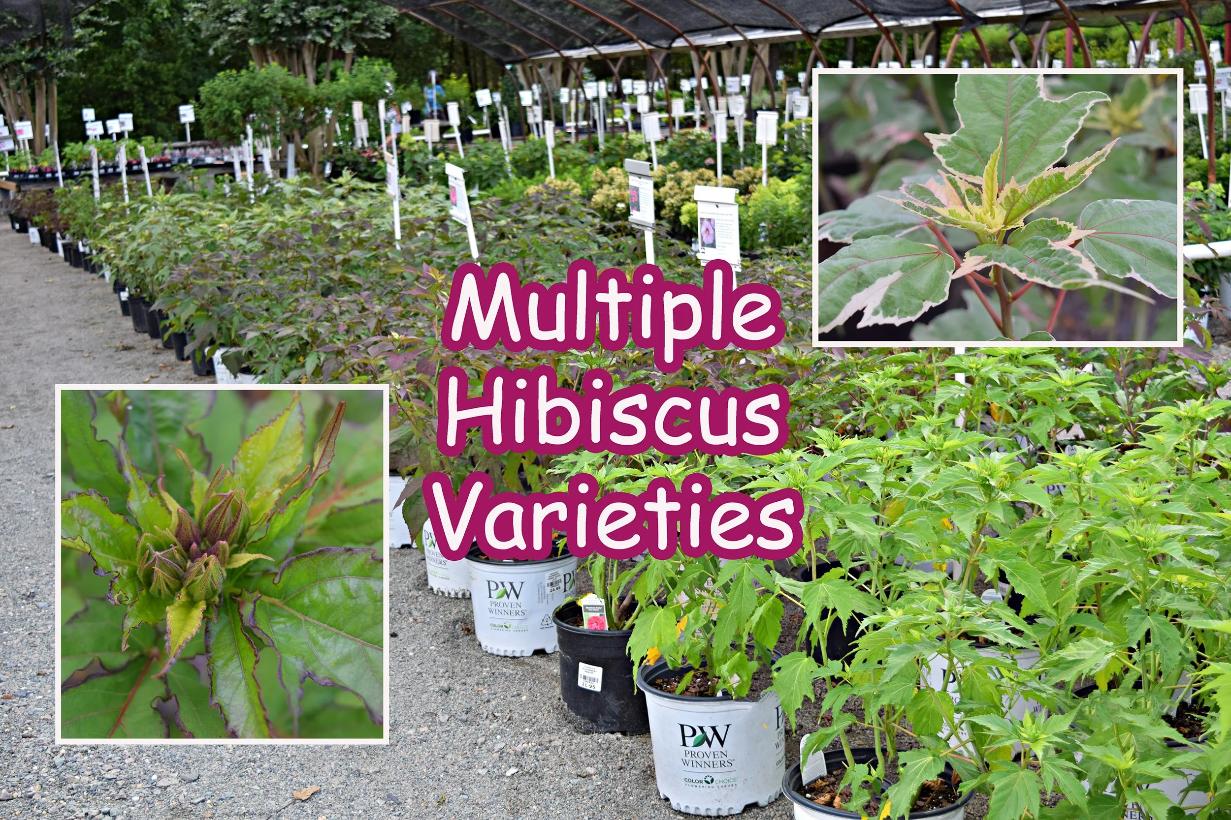 hibiscus.jpg