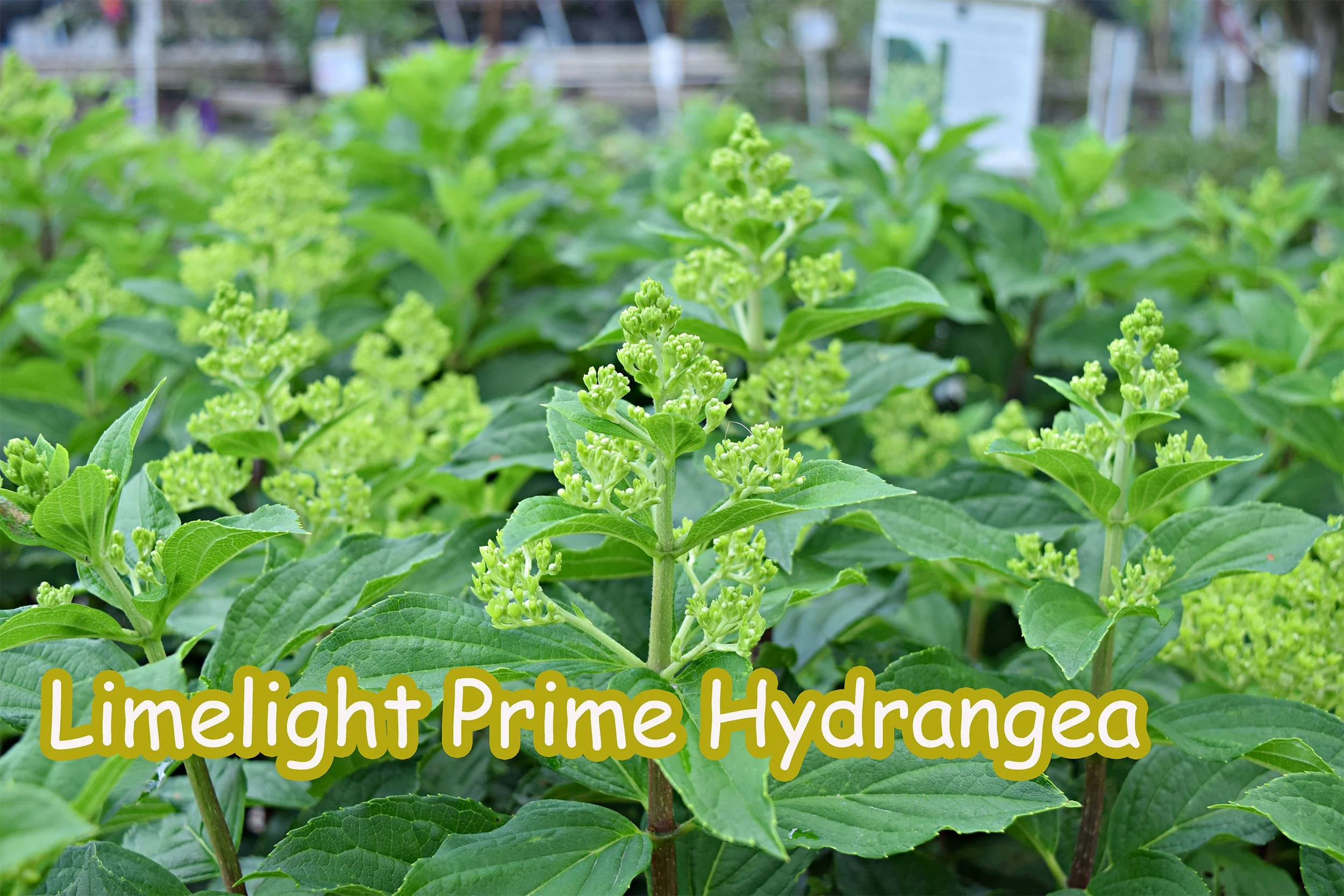 limelight prime hydrangea.jpg