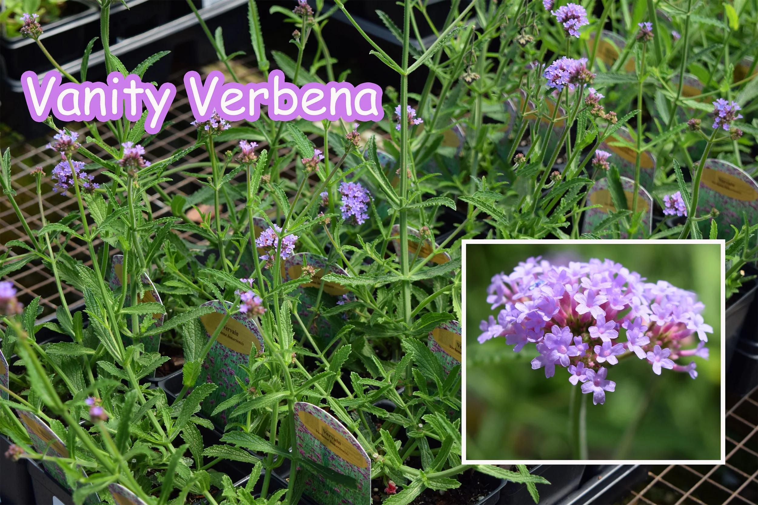 vanity verbena.jpg