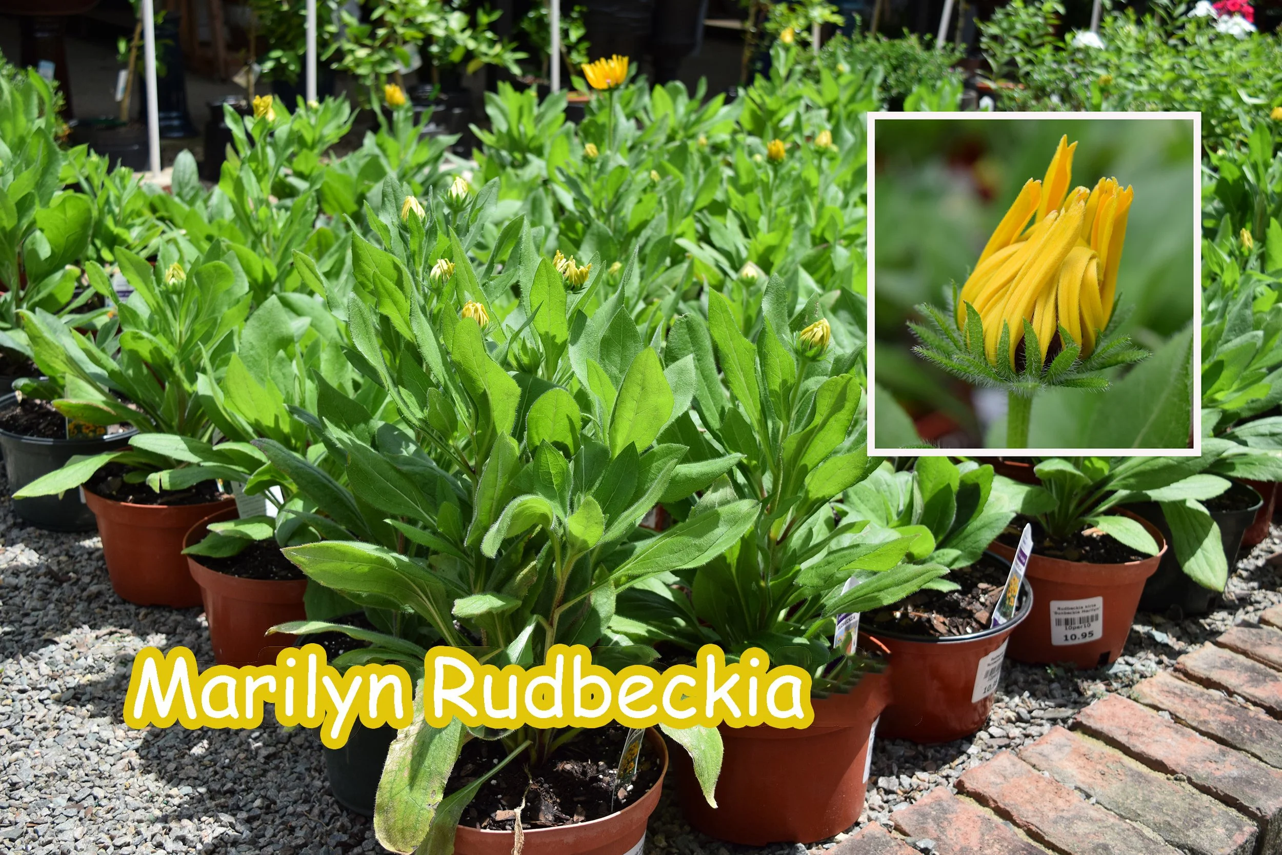 marilyn rudbeckia.jpg