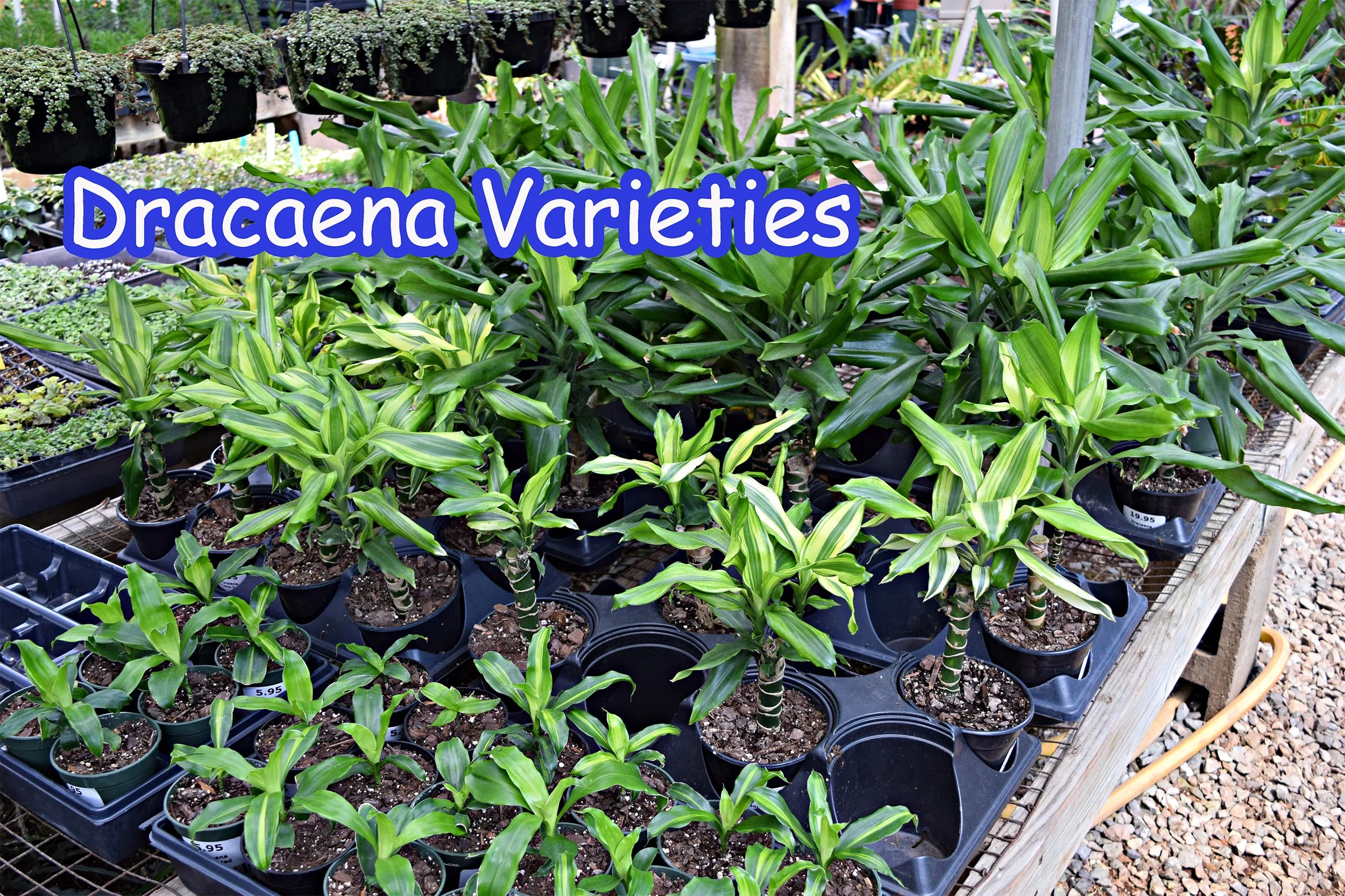 dracaena varieties.jpg