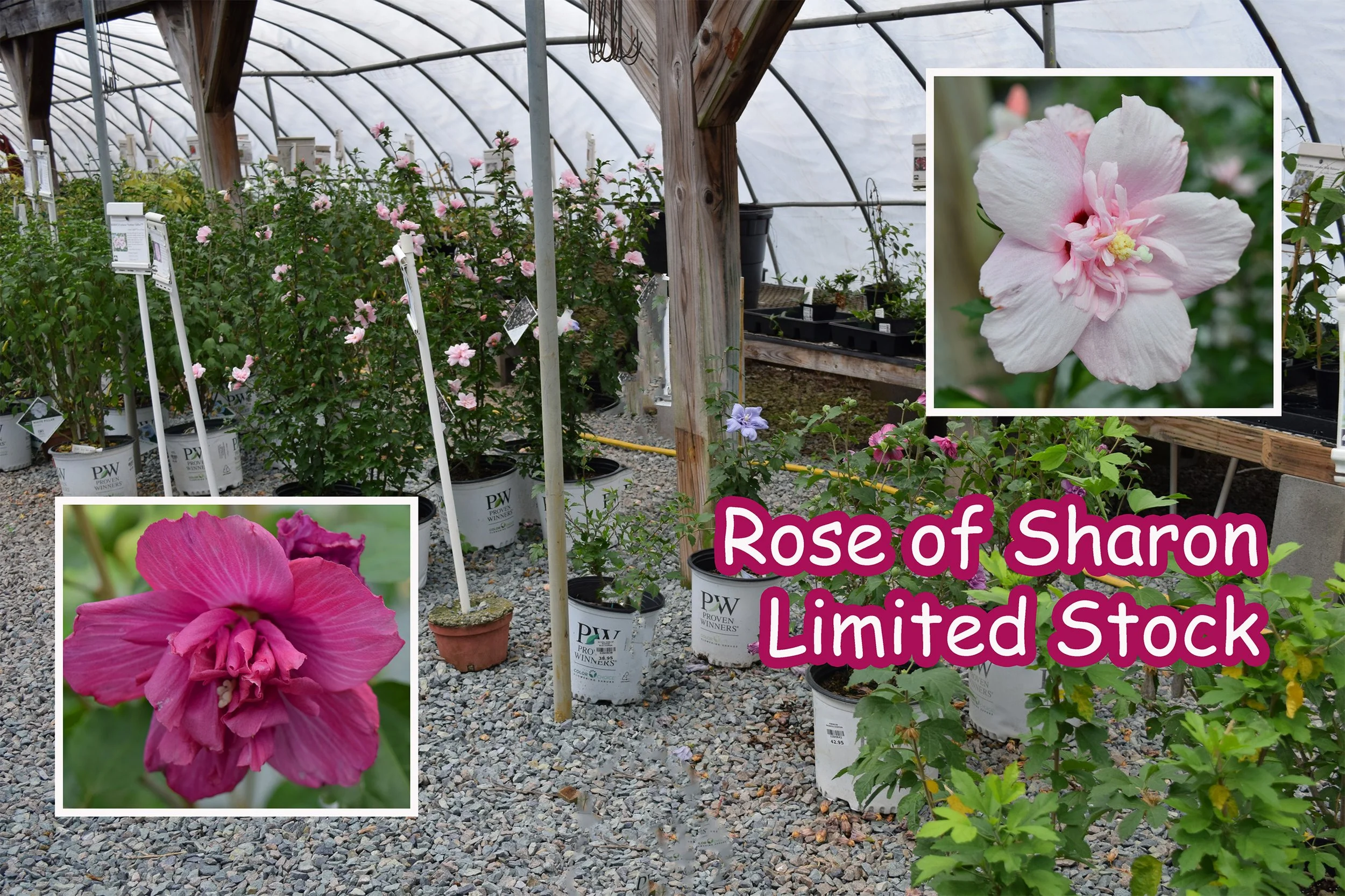 rose of sharon.jpg