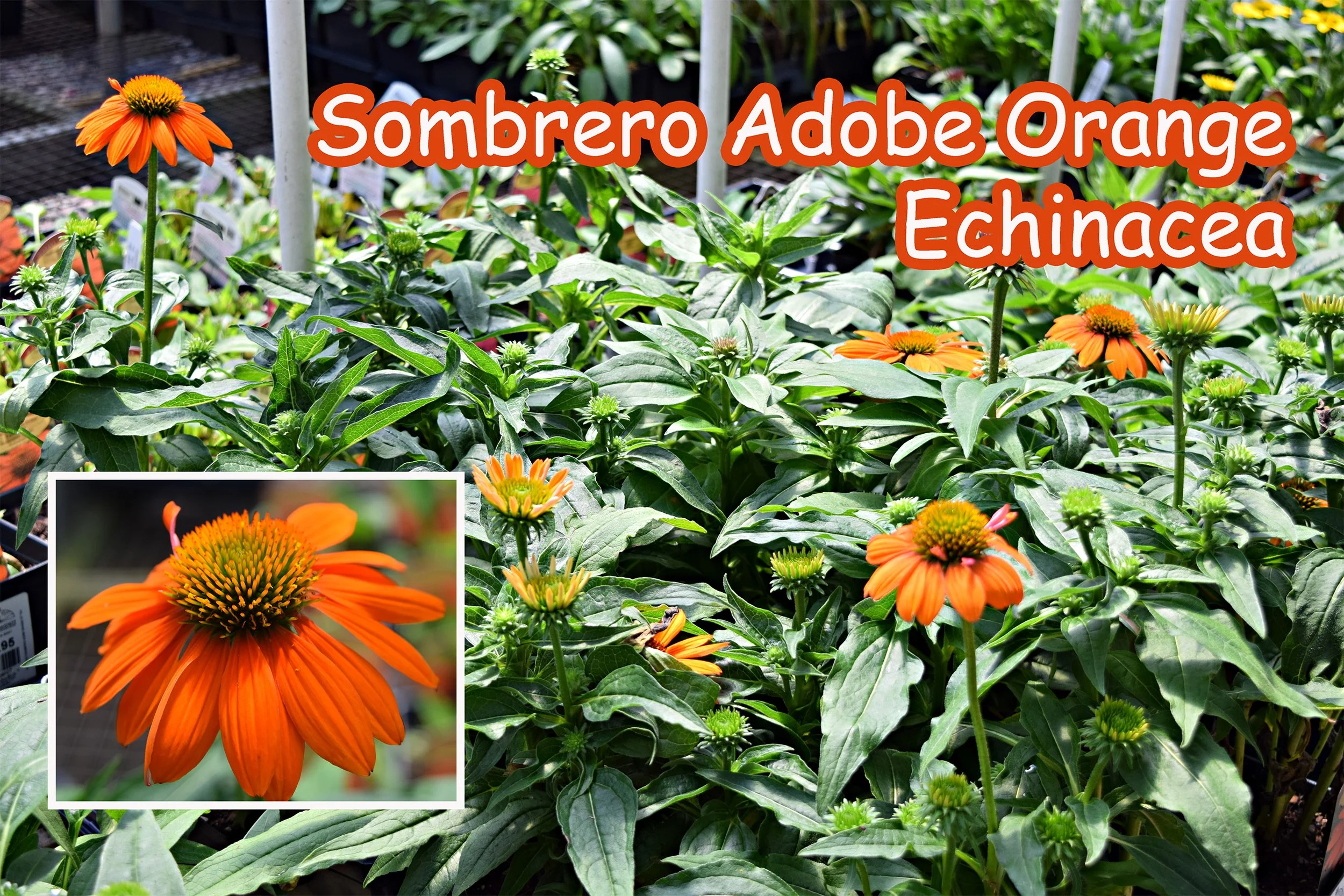 sombrero adobe orange coneflower.jpg