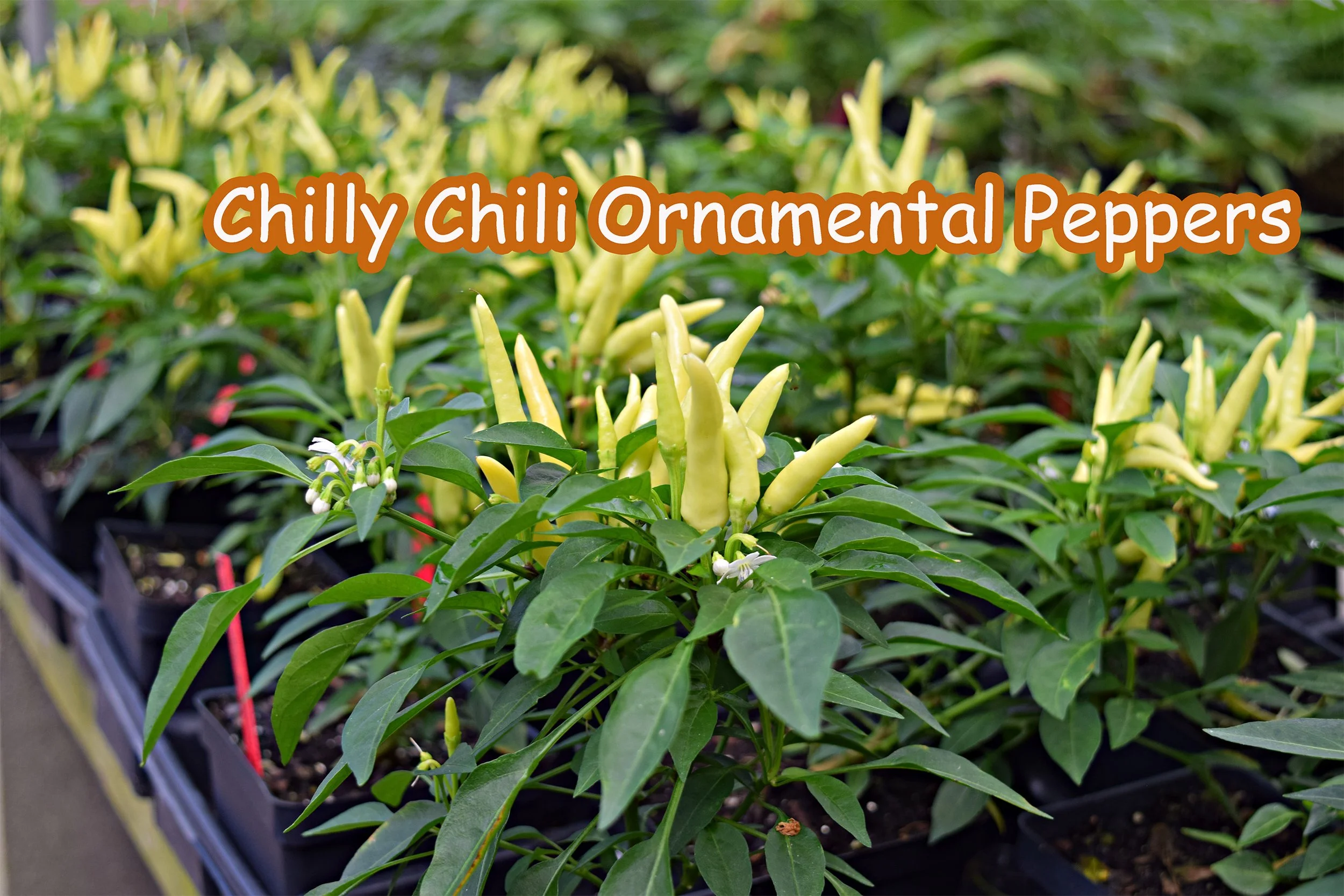 chilly chili peppers.jpg