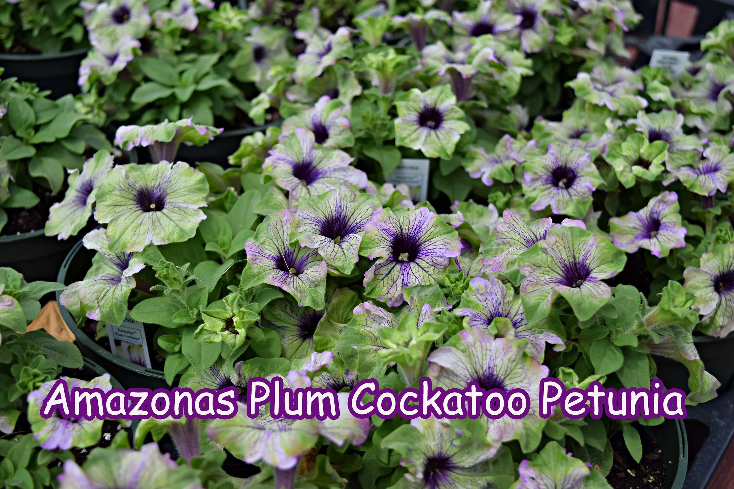amazonas plum cockatoo petunia.jpg