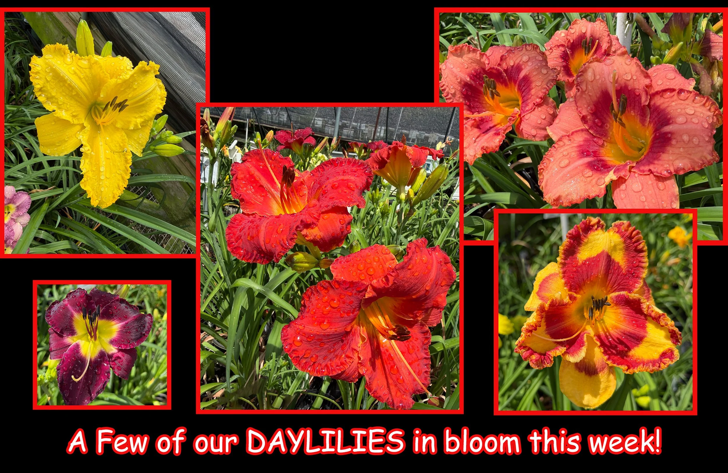 daylilies.jpg