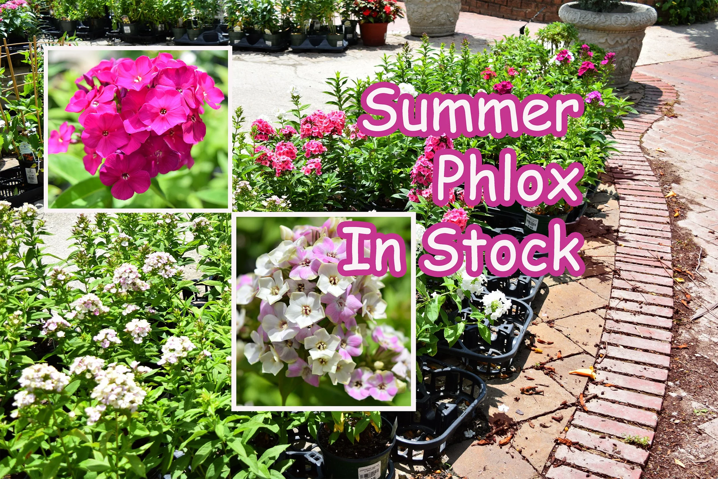 phlox.jpg