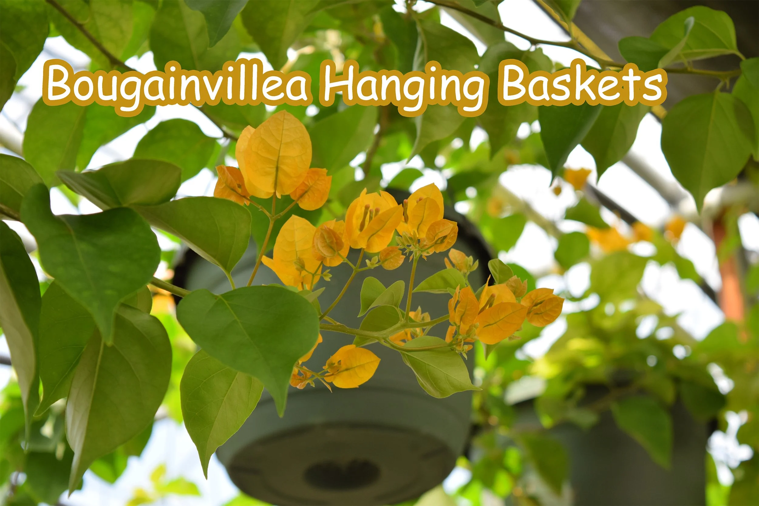 bougainvillea.jpg