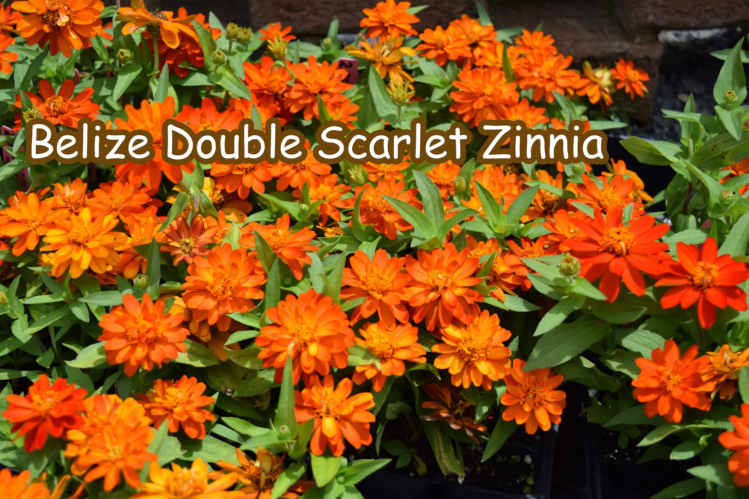 belize double scarlet zinnia.jpg