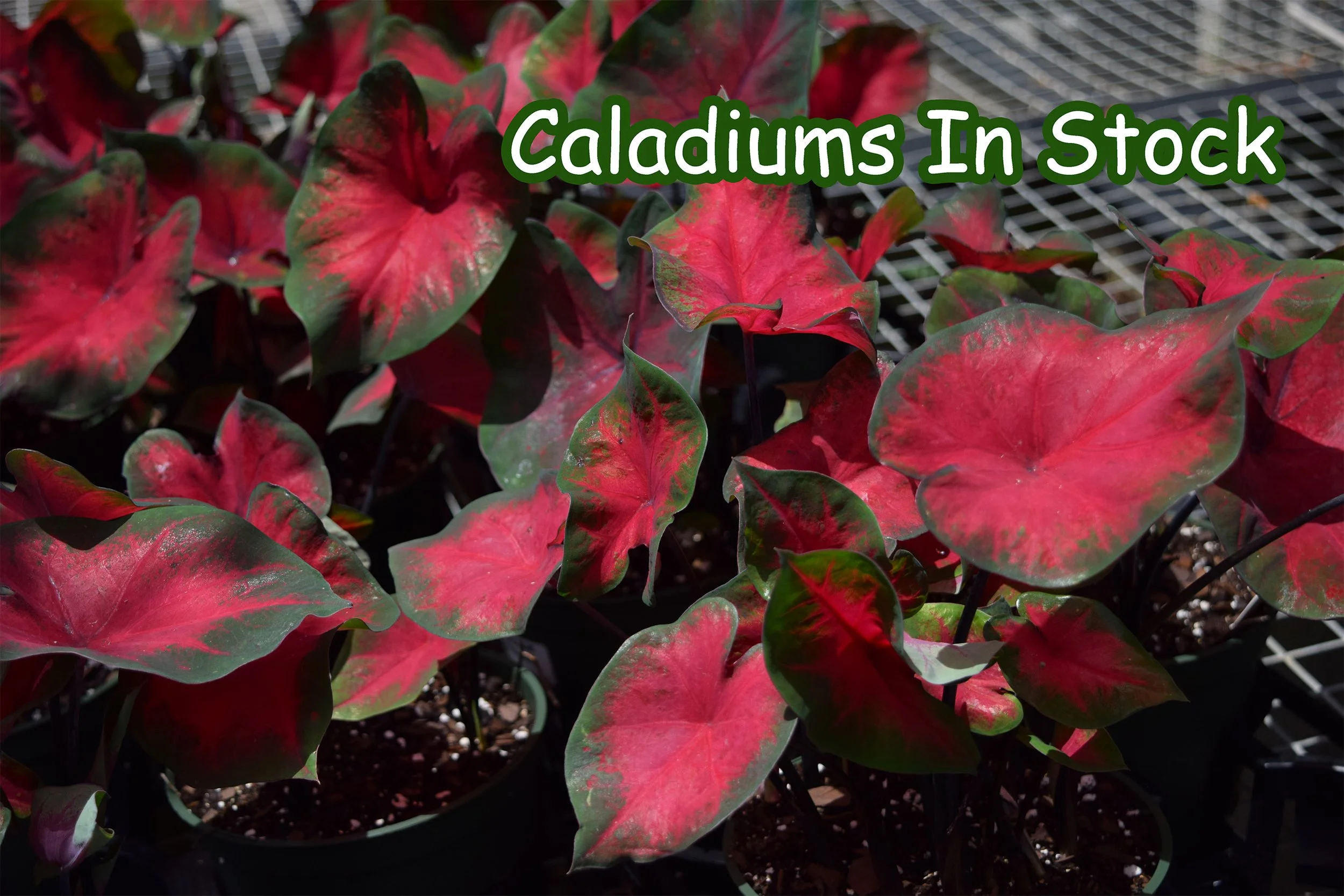 caladiums.jpg