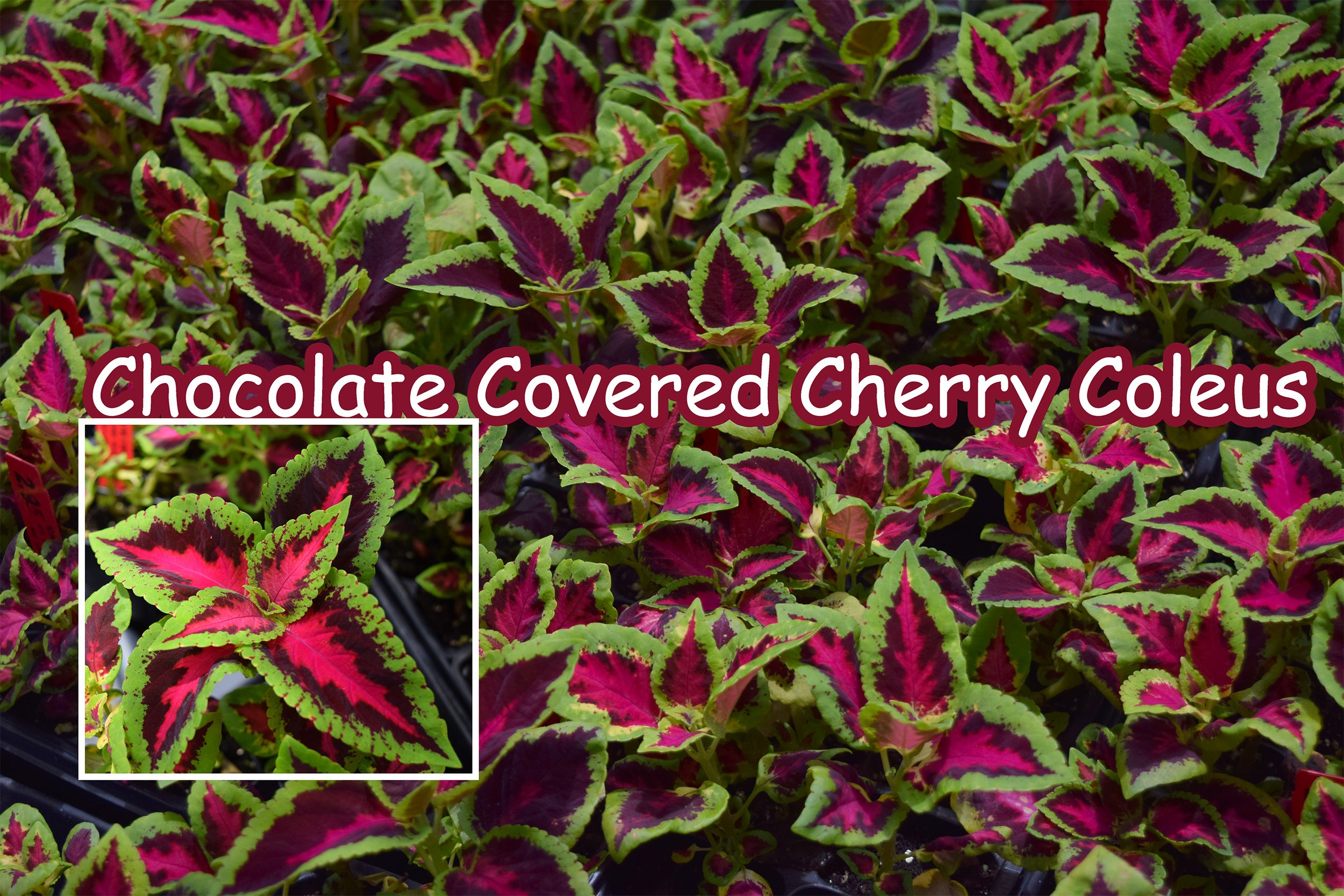 cherry coleus.jpg