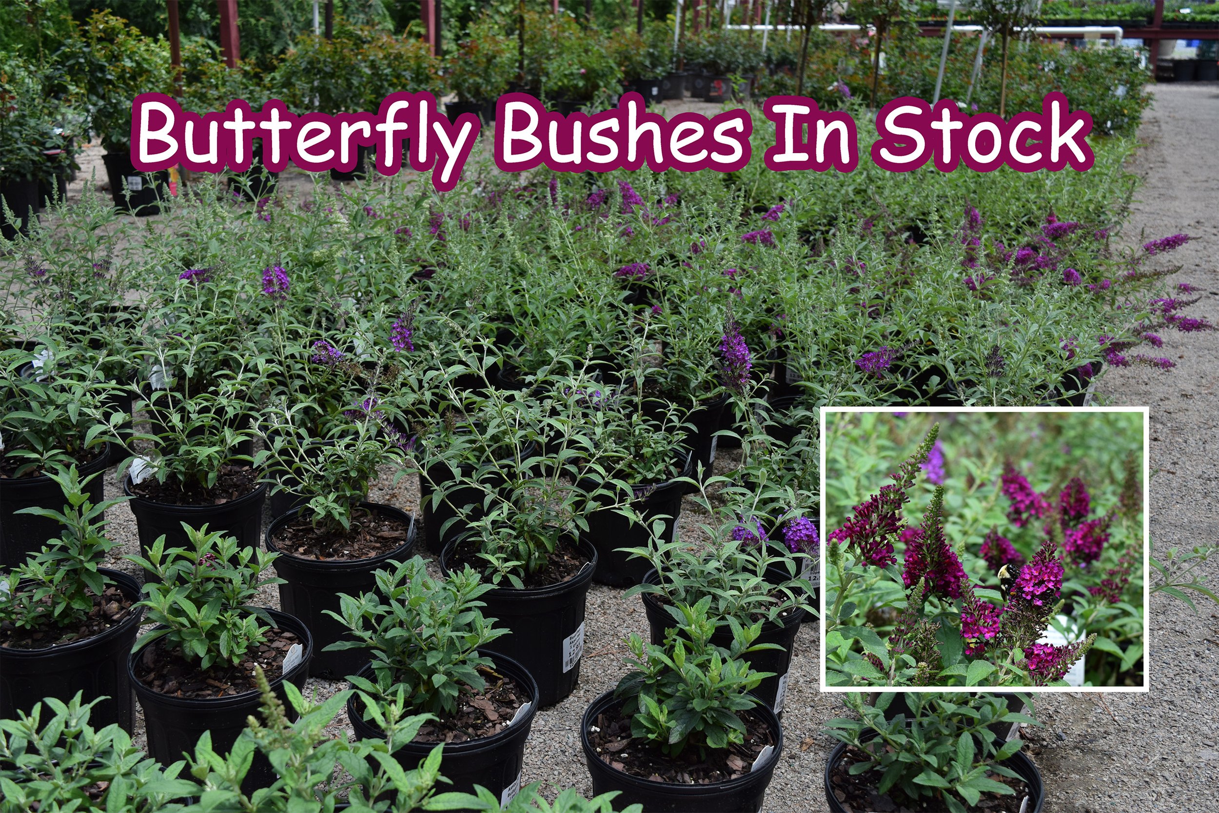 butterfly bushes.jpg