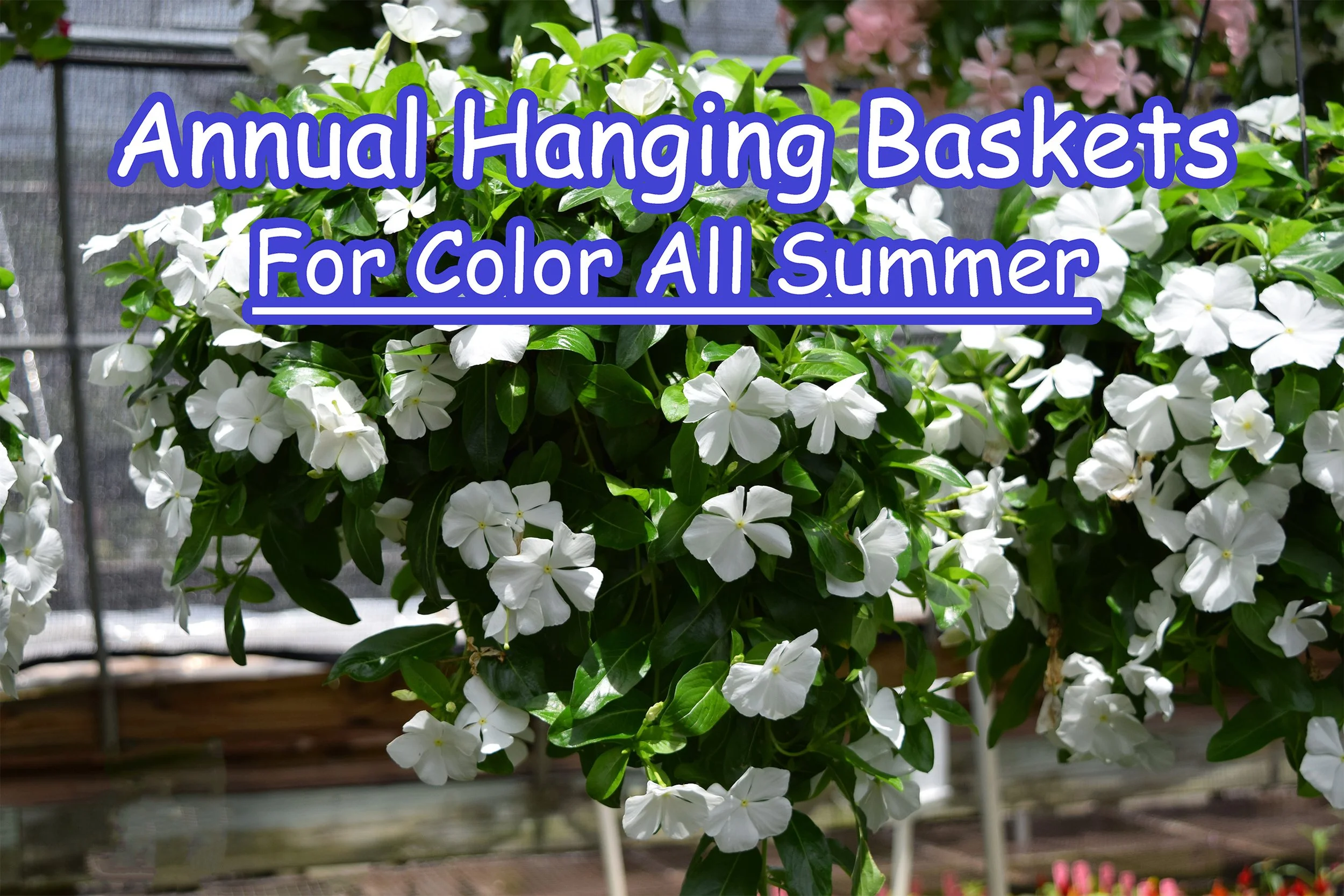 annual baskets.jpg