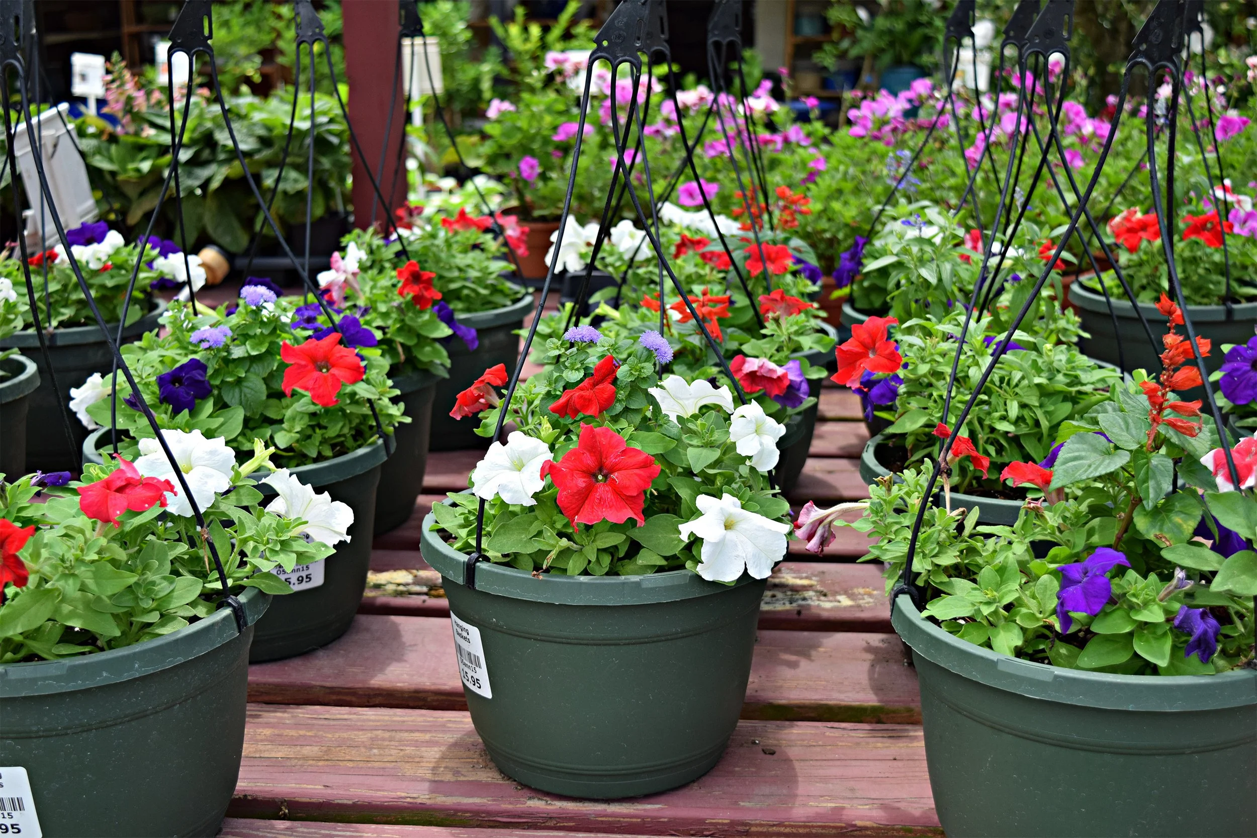 petunias rwb.jpg