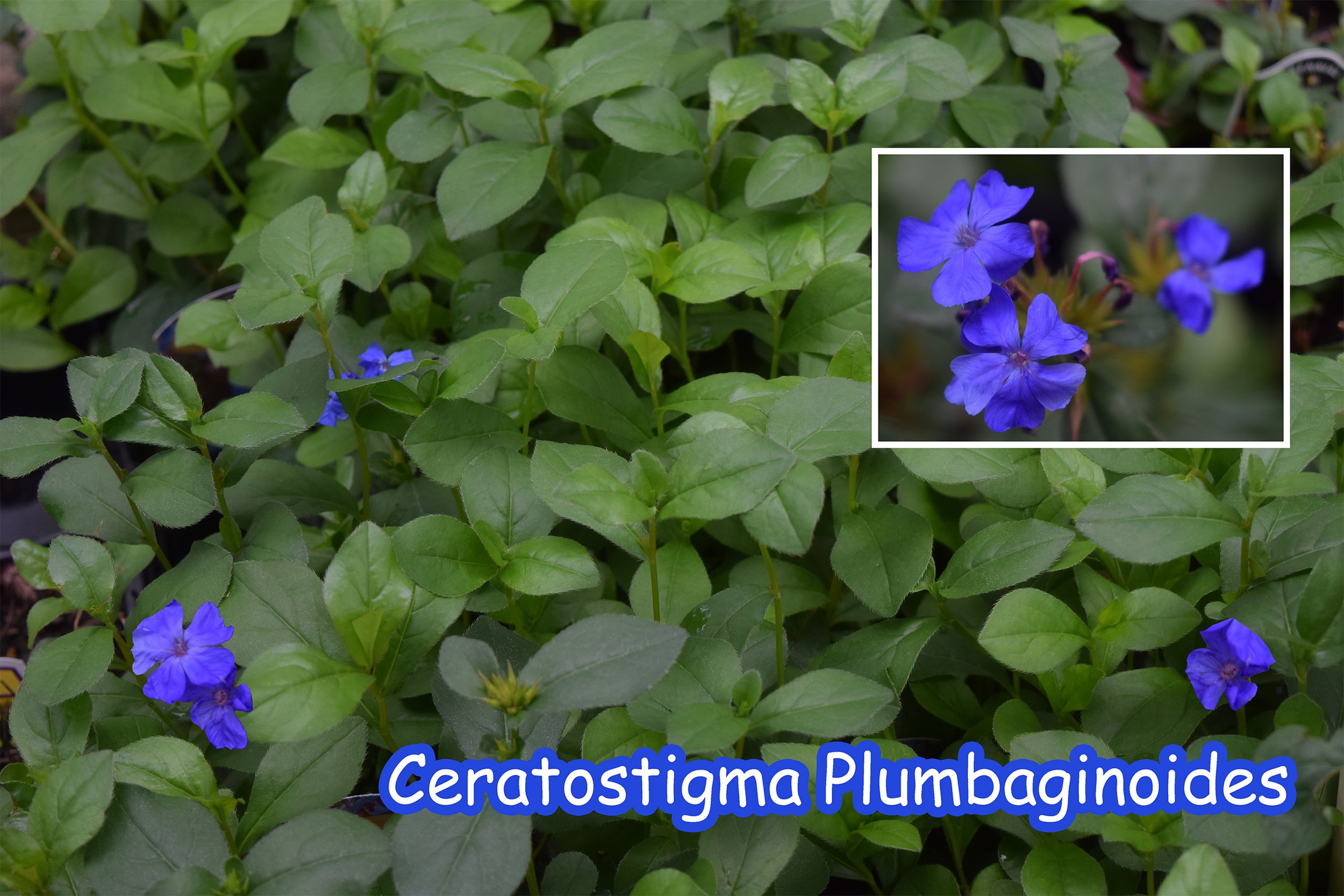 plumbago.jpg