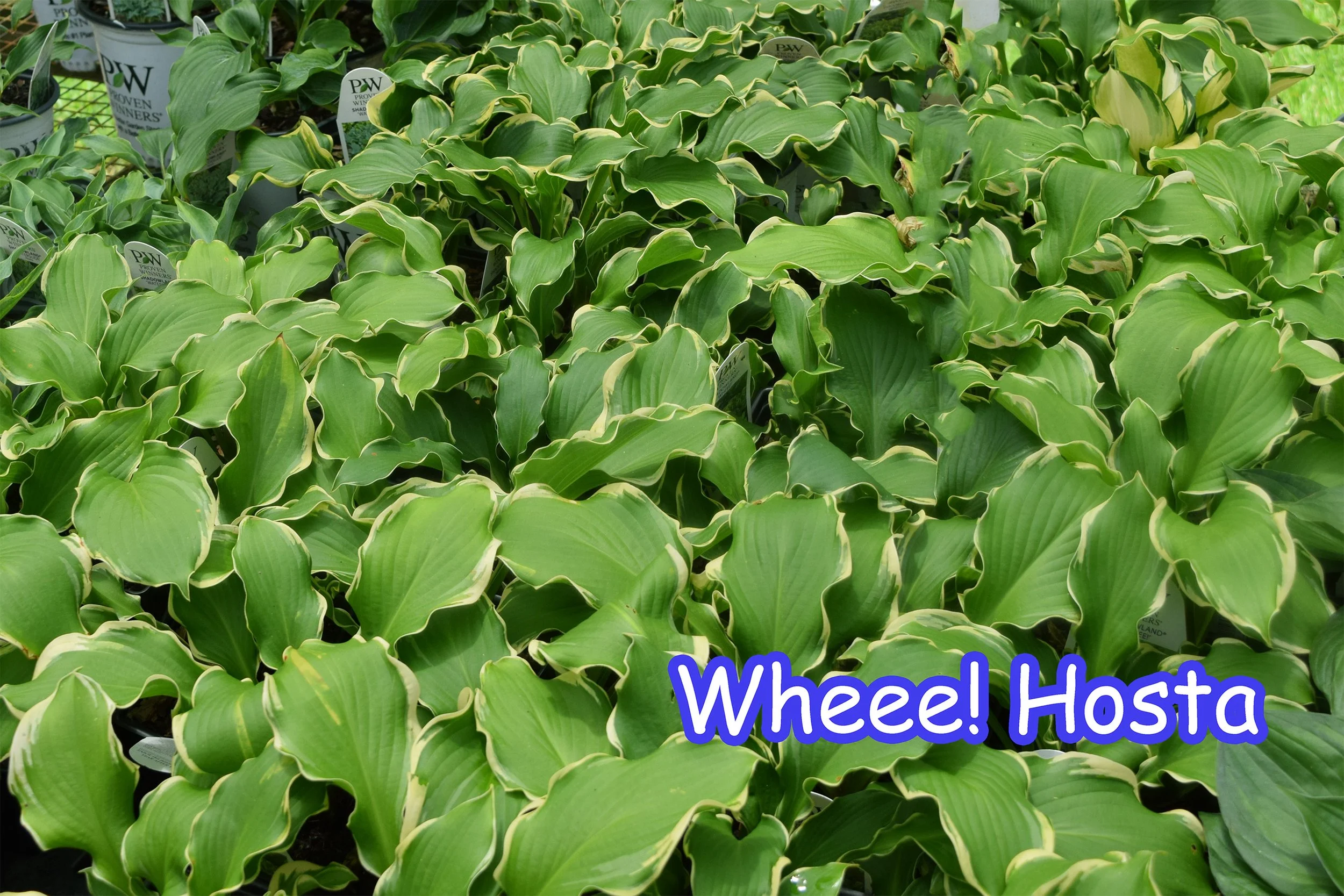 whee hosta.jpg