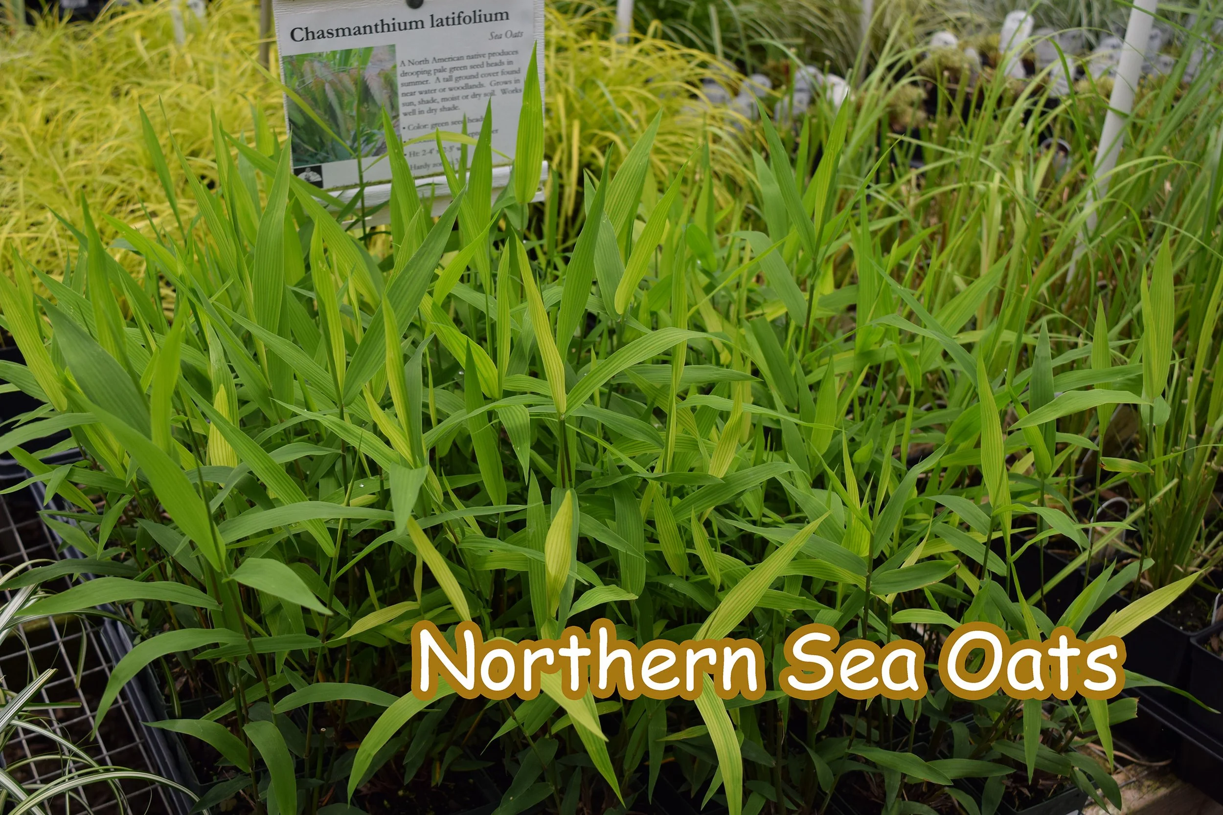 northern sea oats.jpg