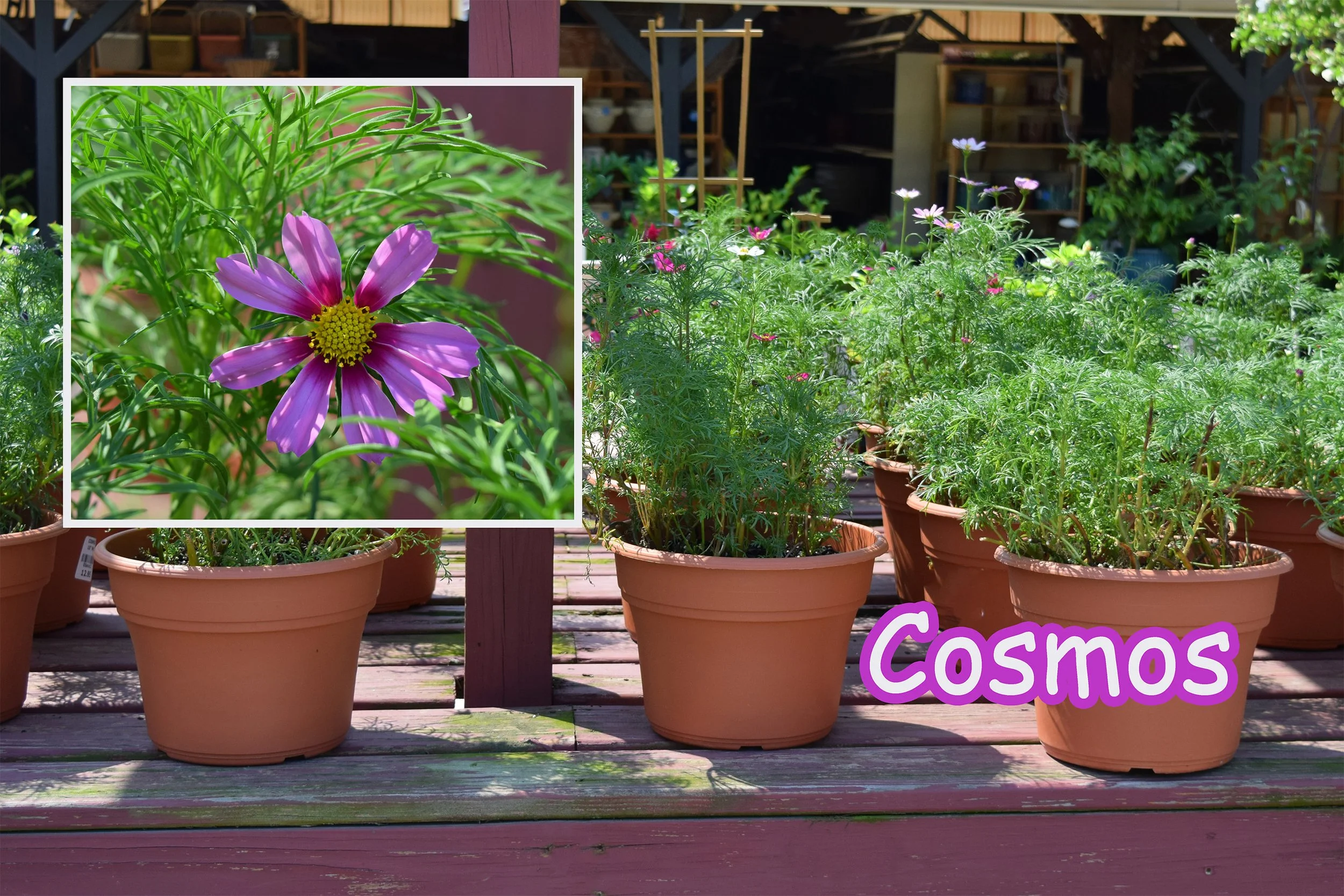 cosmos.jpg