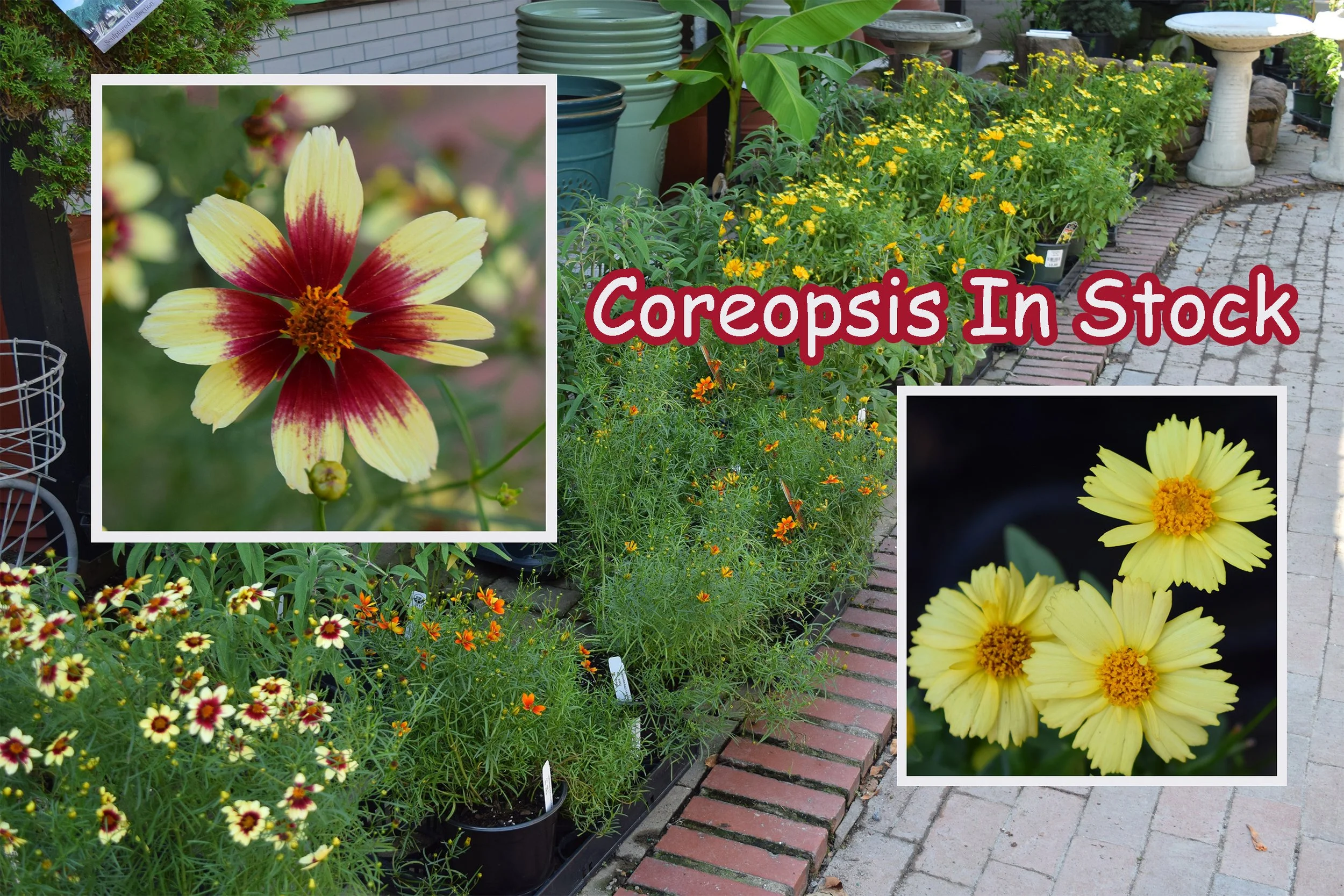 coreopsis.jpg