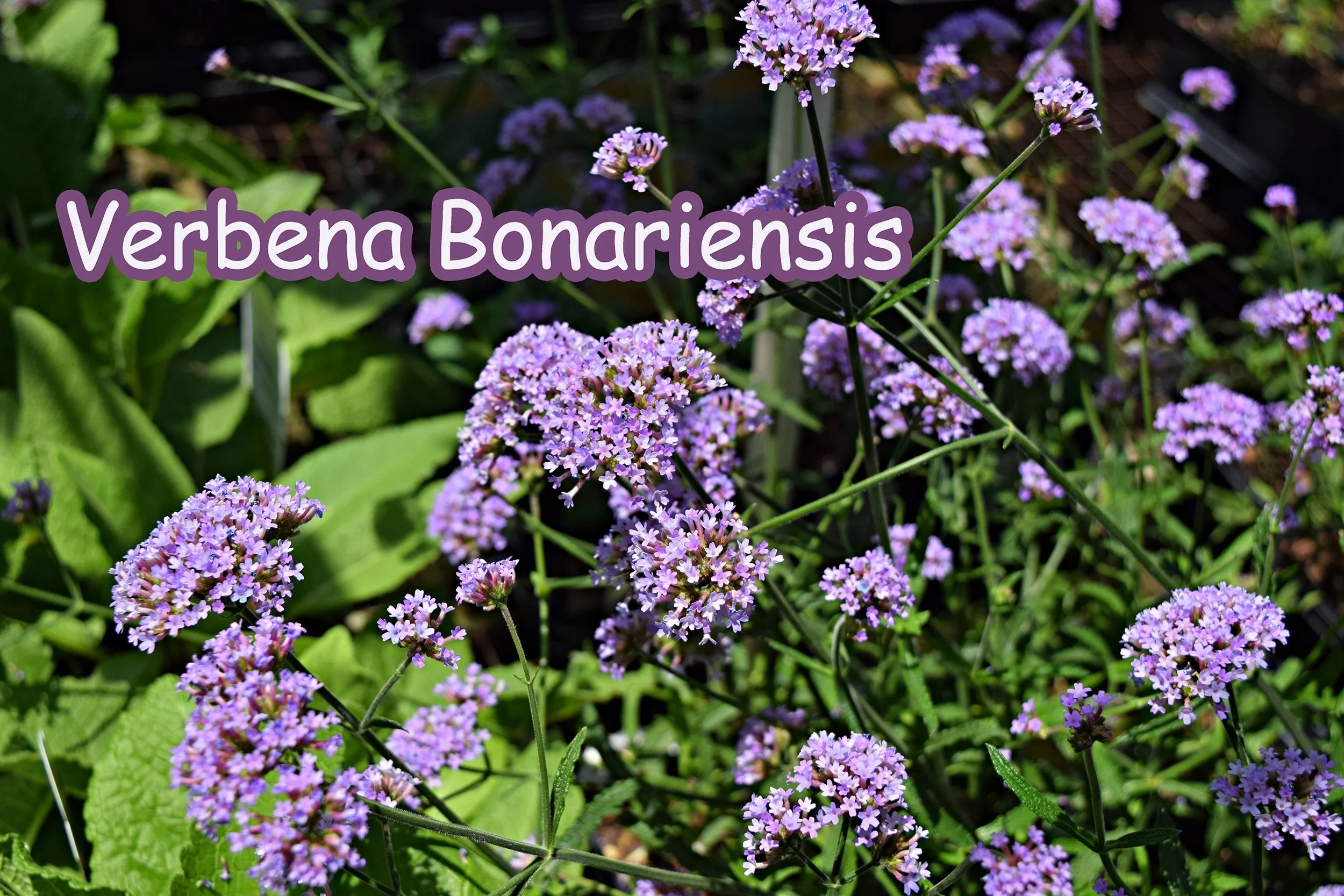 Verbena bonariensis .jpg