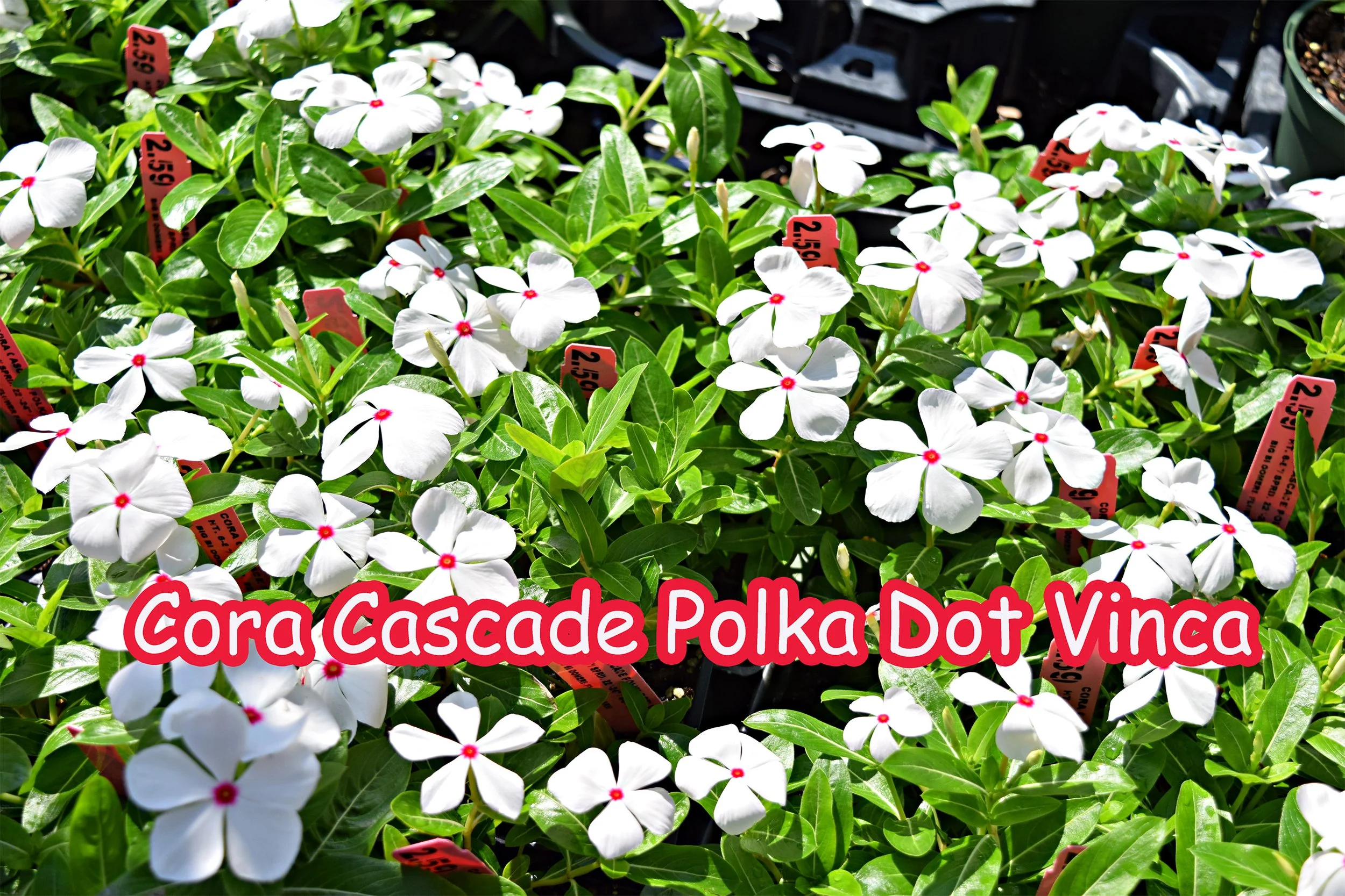 cora cascade vinca.jpg